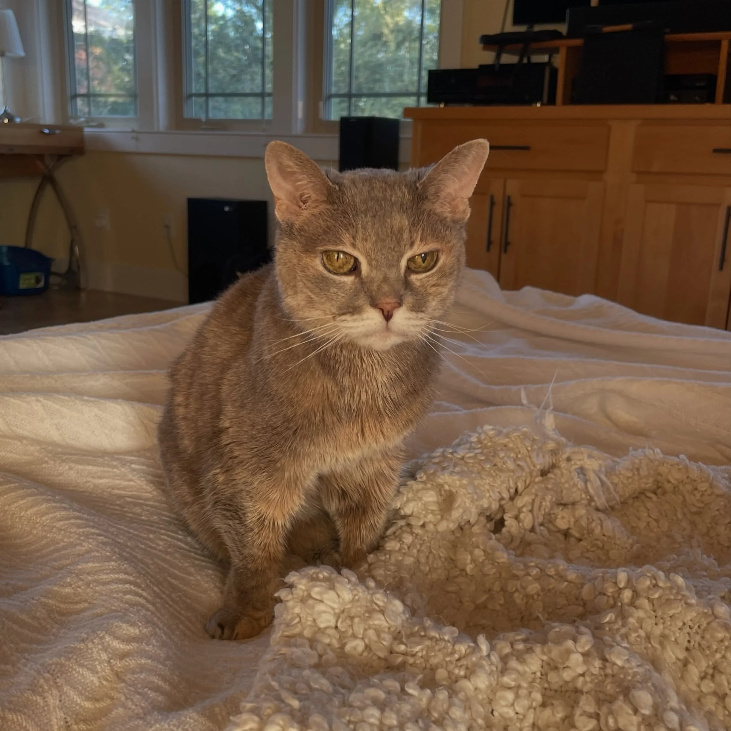 I am learning so much about death from this wise one. She inhabits the final rhythm of Stillness entirely. Gracie is 17, has kidney disease, a heart murmur, arthritis, deafness, a front tooth that may need removing but due to the kidney disease &amp;