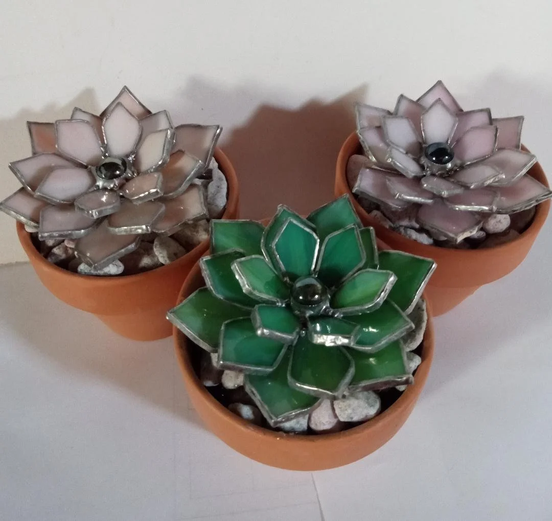succulents in pots.jpeg