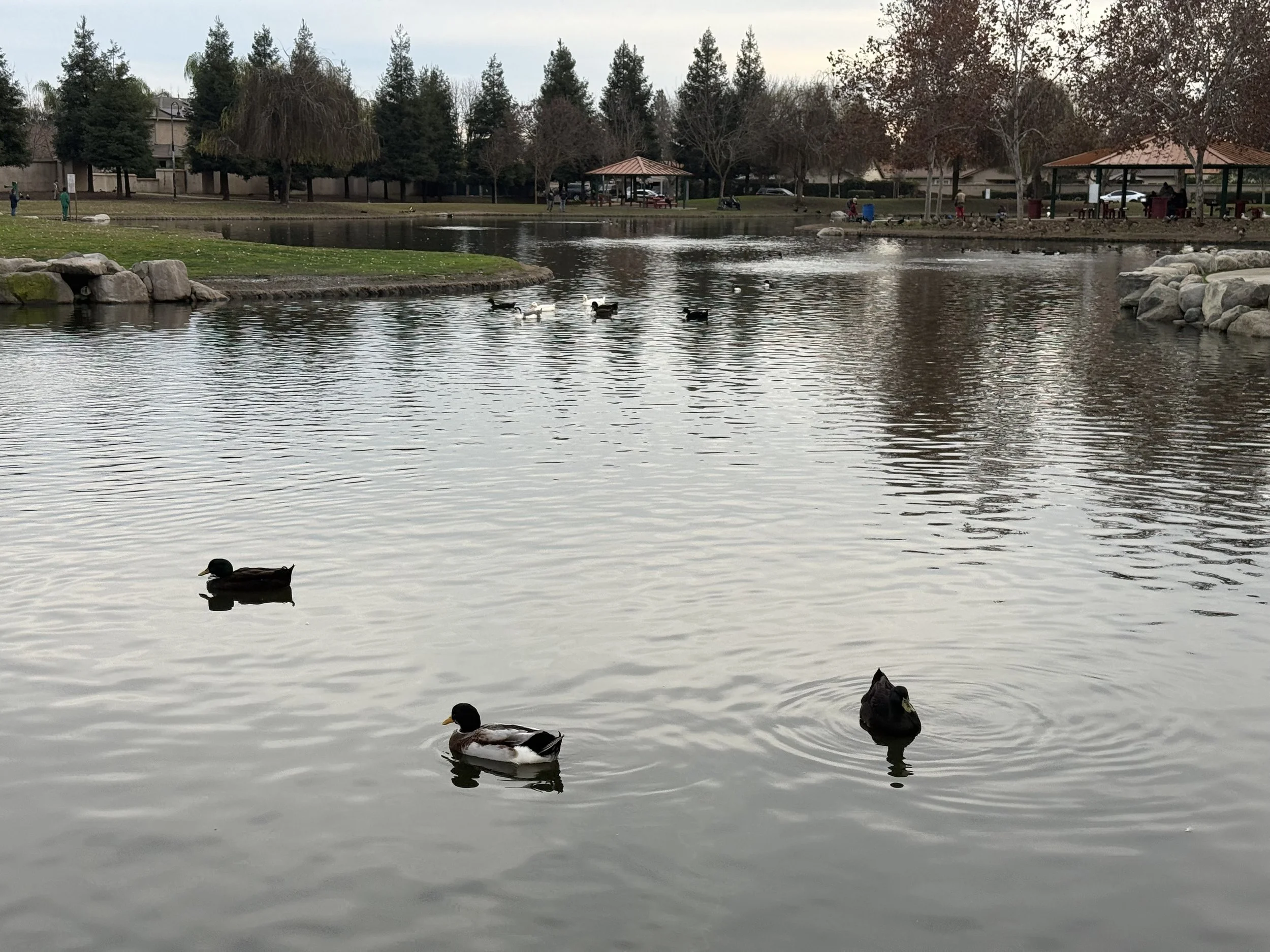 DEL Lago duck Park Tulare CA.jpeg