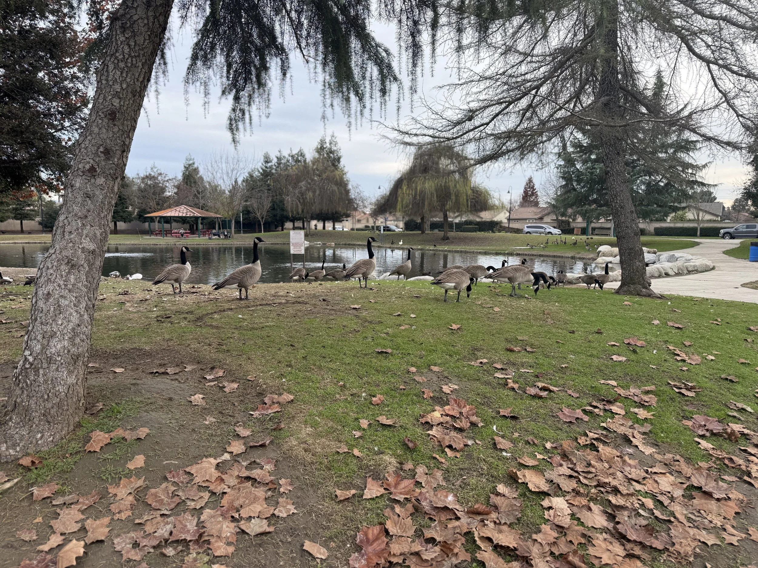 Del Lago Park Tulare CA.jpeg