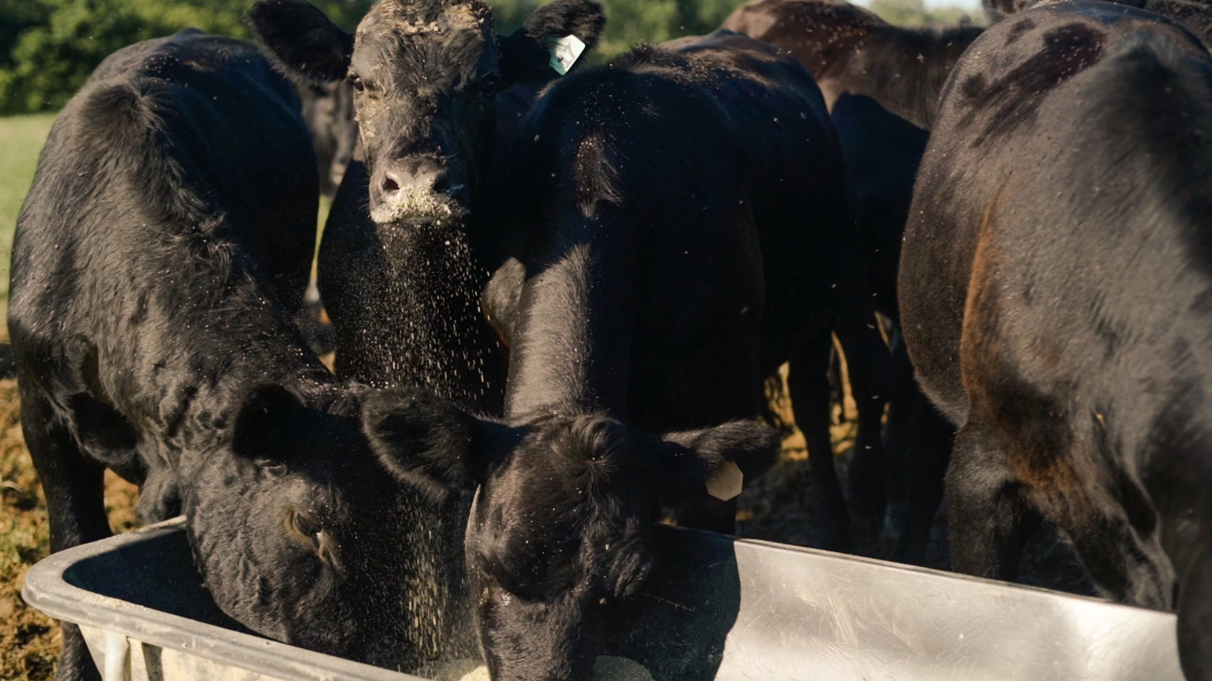 COWS FEEDING 3.jpg