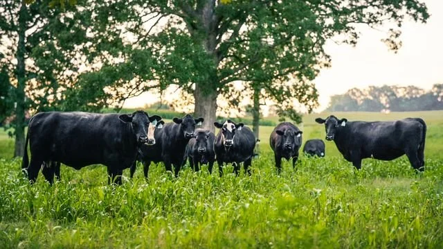 Why Healthy Soil Is a Food Security Issue