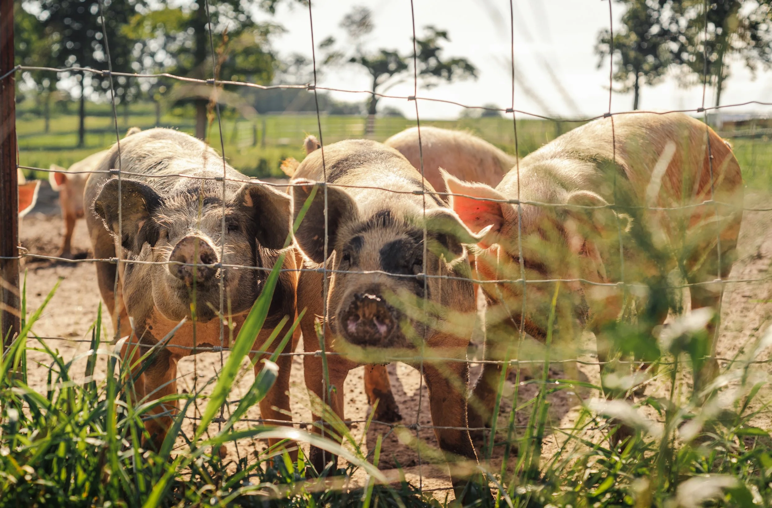 FINAL FARMDSC_1854 copy.jpg