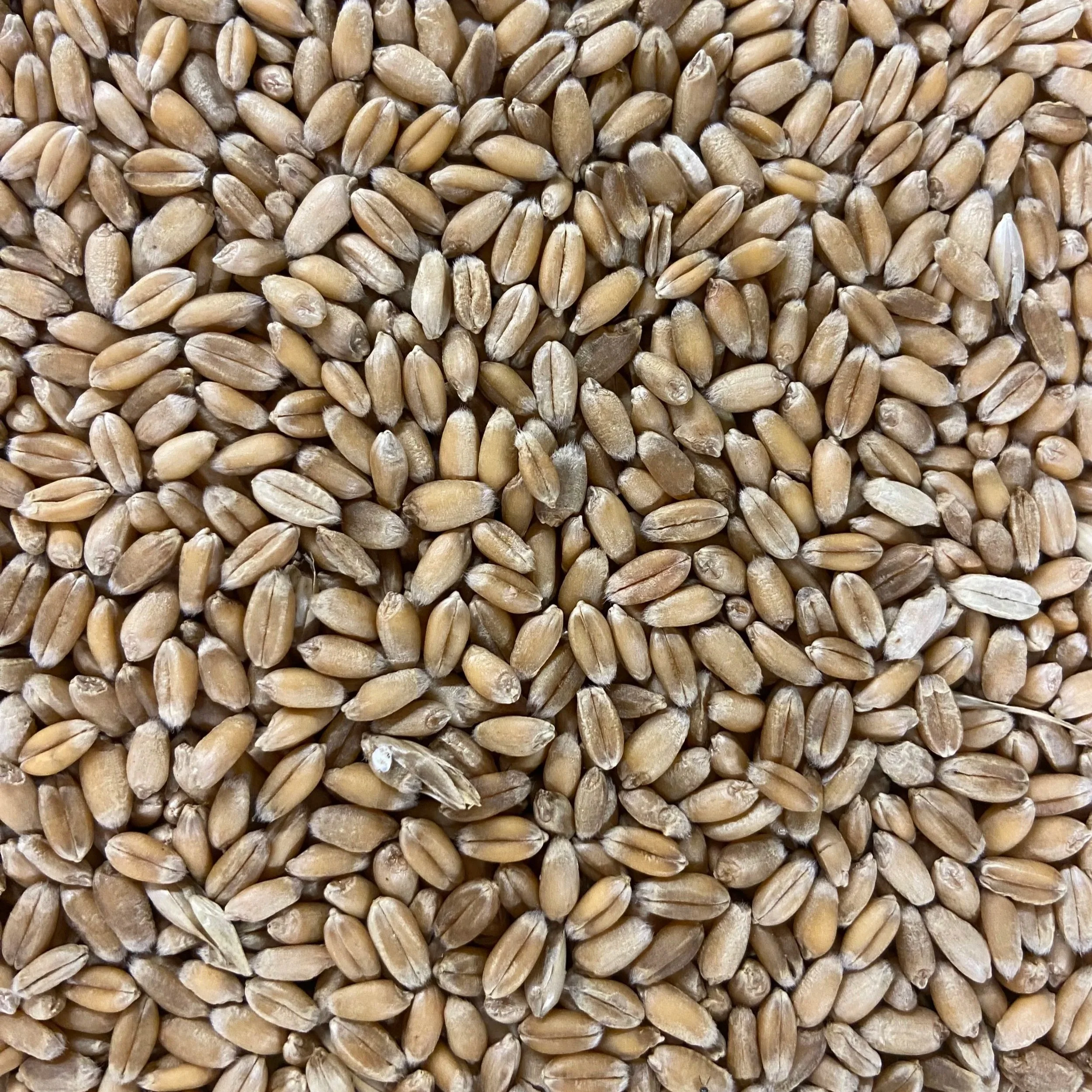 Hard Red Wheatberries