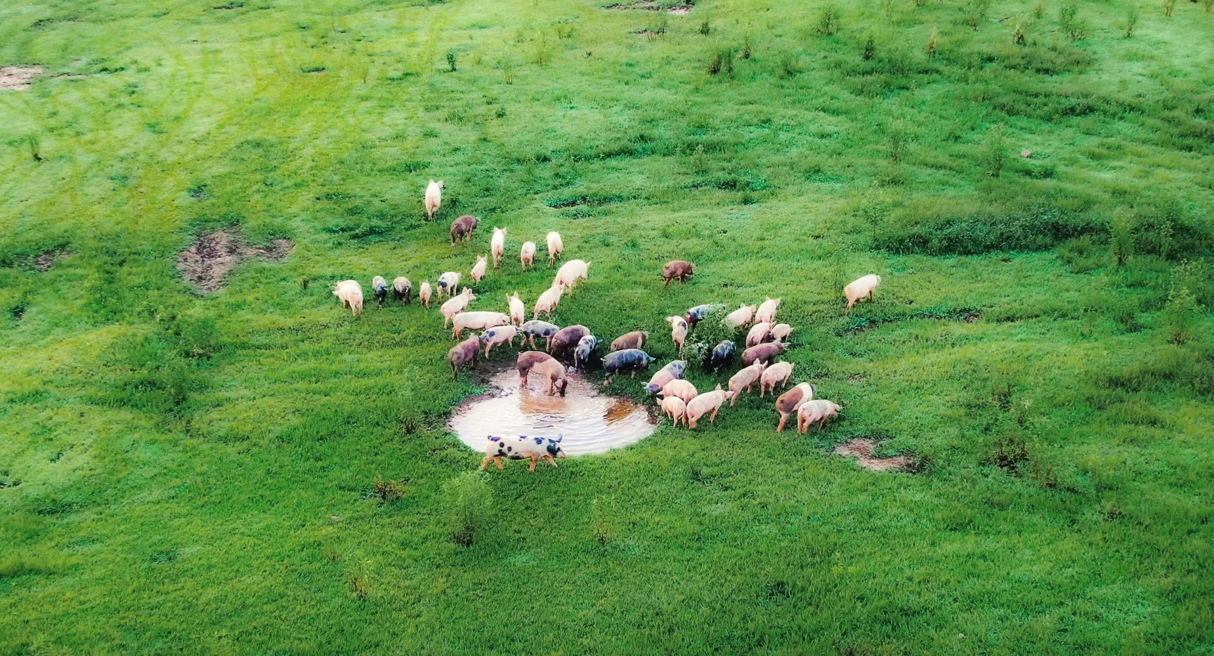 PIGS DRONE2.1 copy.jpg