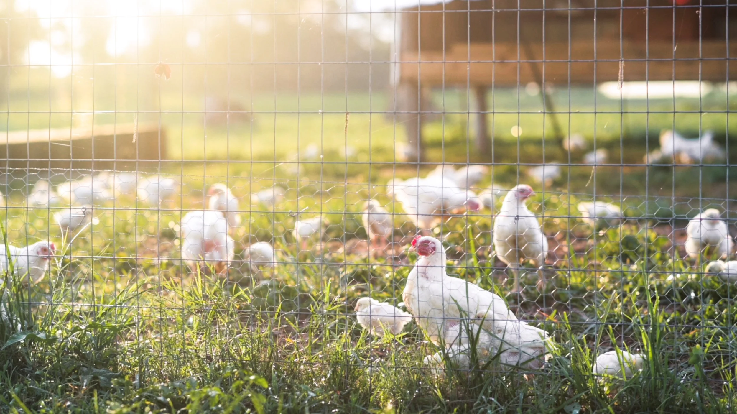 Group of white chickens, some pecking at the grass, in a sunlit outdoor farm setting.