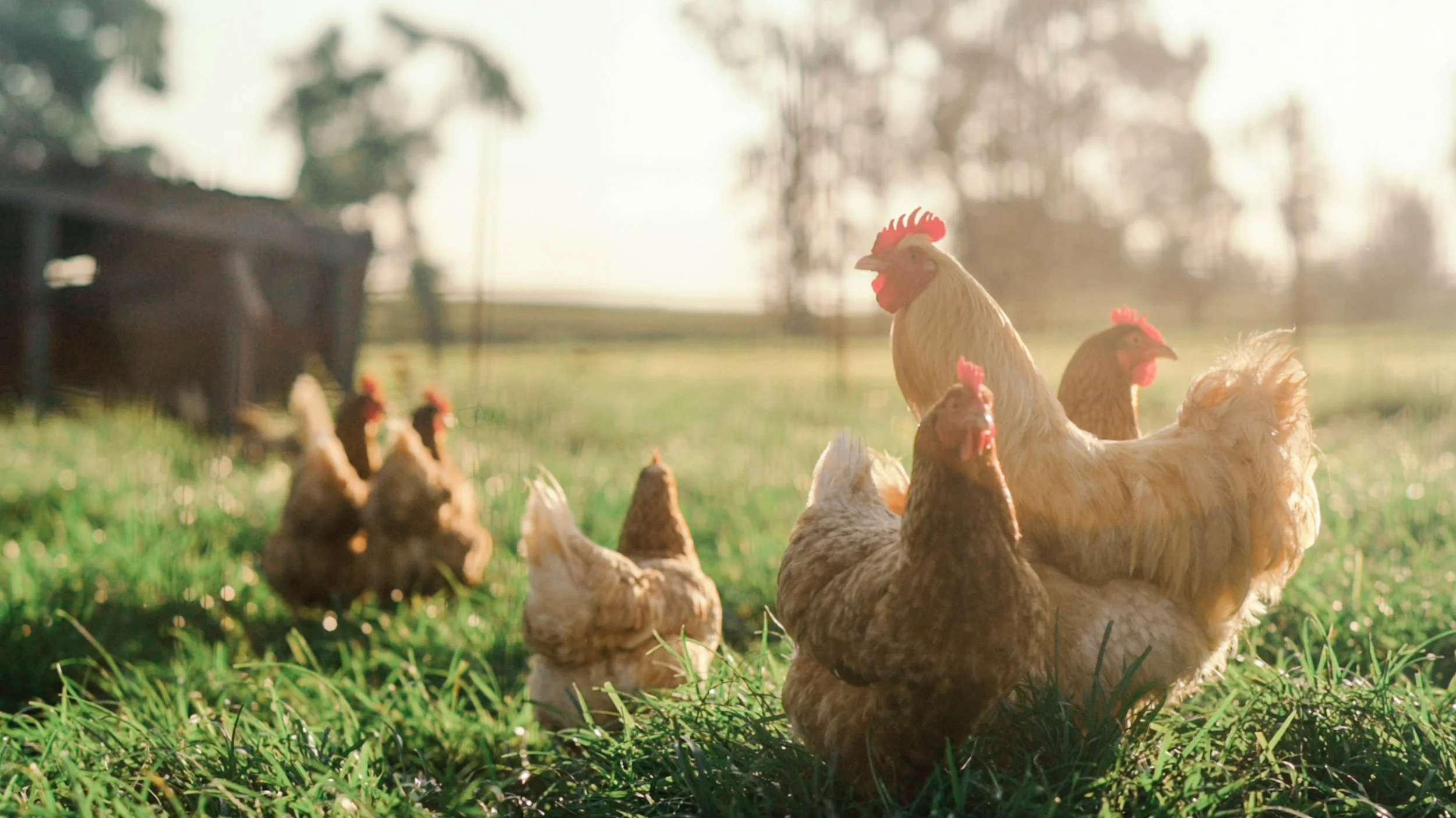 CHICKEN4 copy COPY.jpg