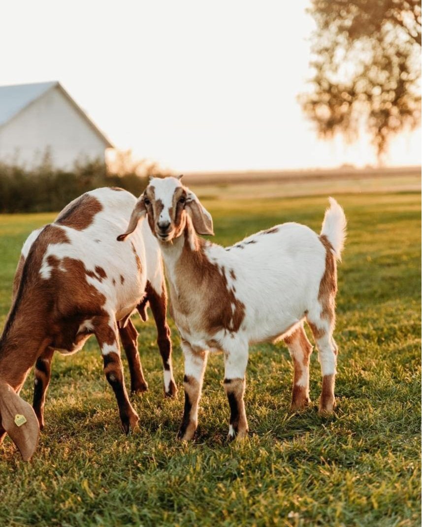 goats 2.jpg