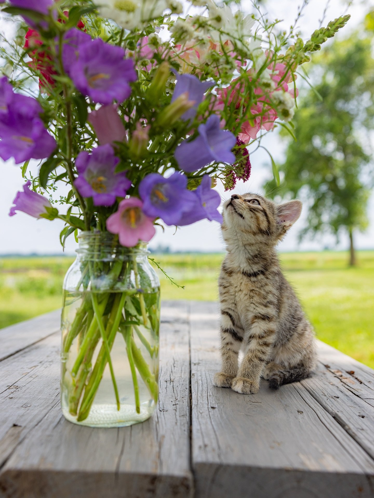 flowersandcat.jpg
