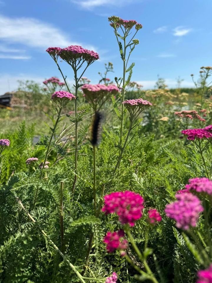 yarrow