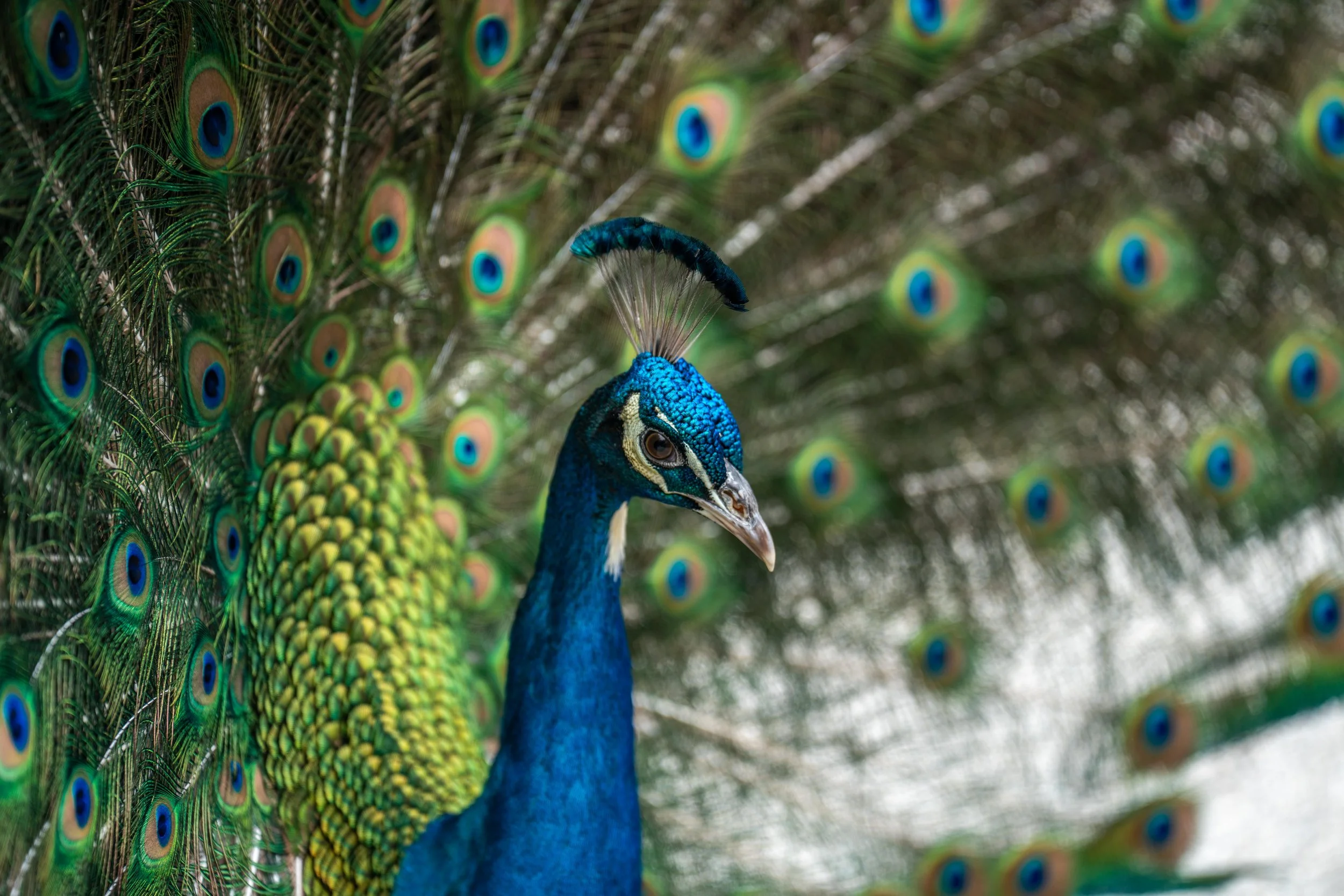 LQ St. Augustine 2025-92.jpg