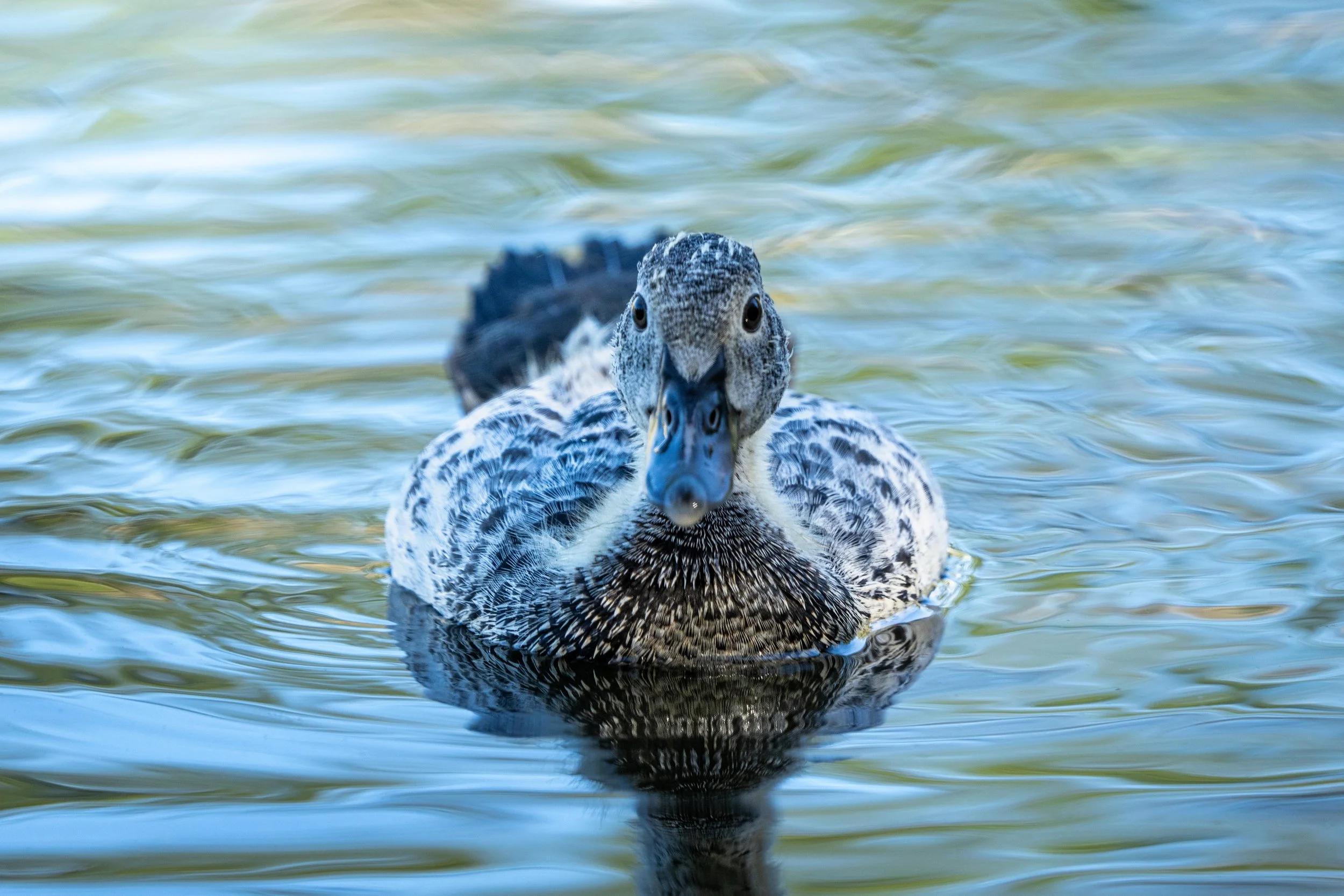 Wildlife-58.jpg