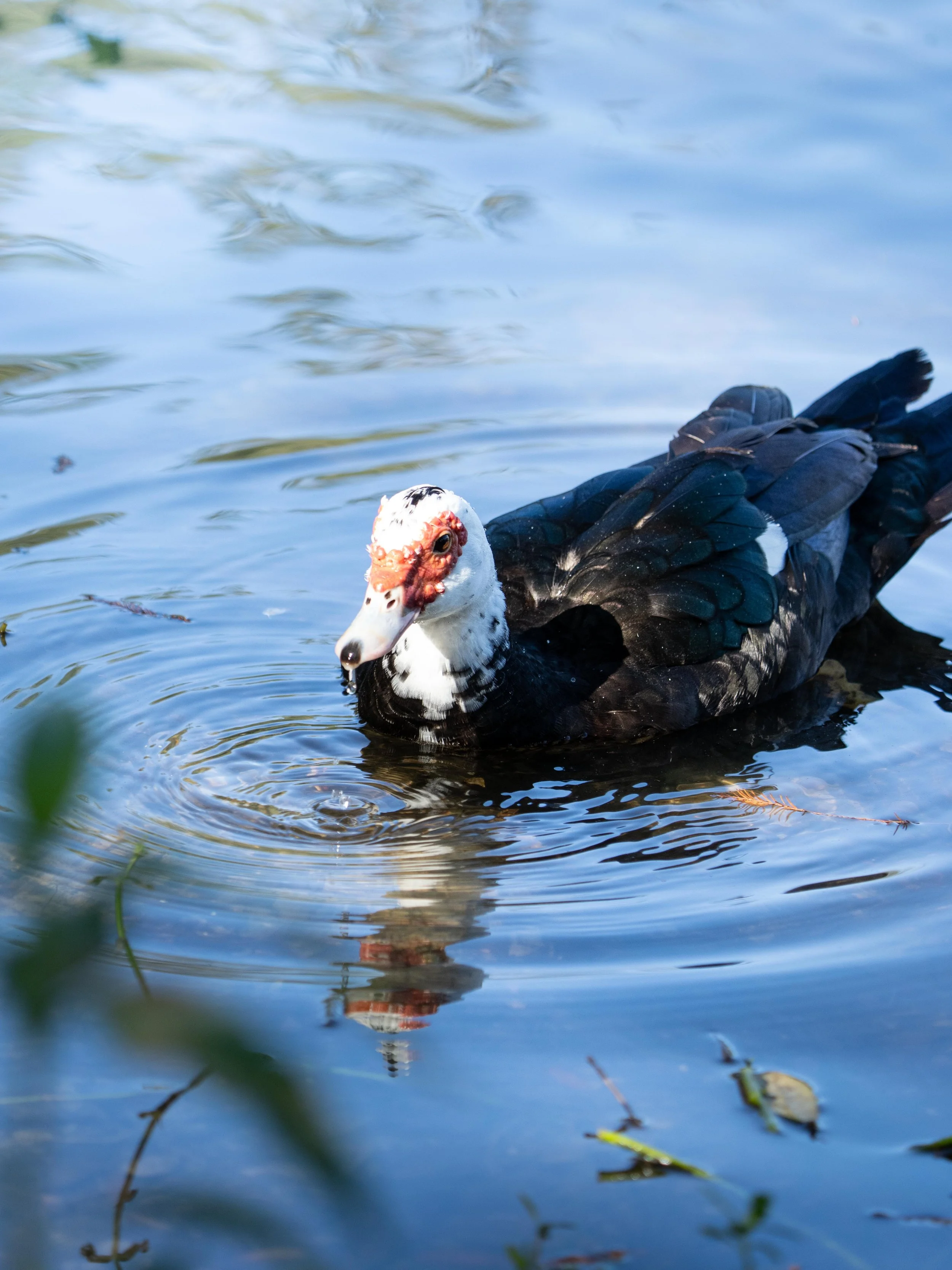 Wildlife-60.jpg