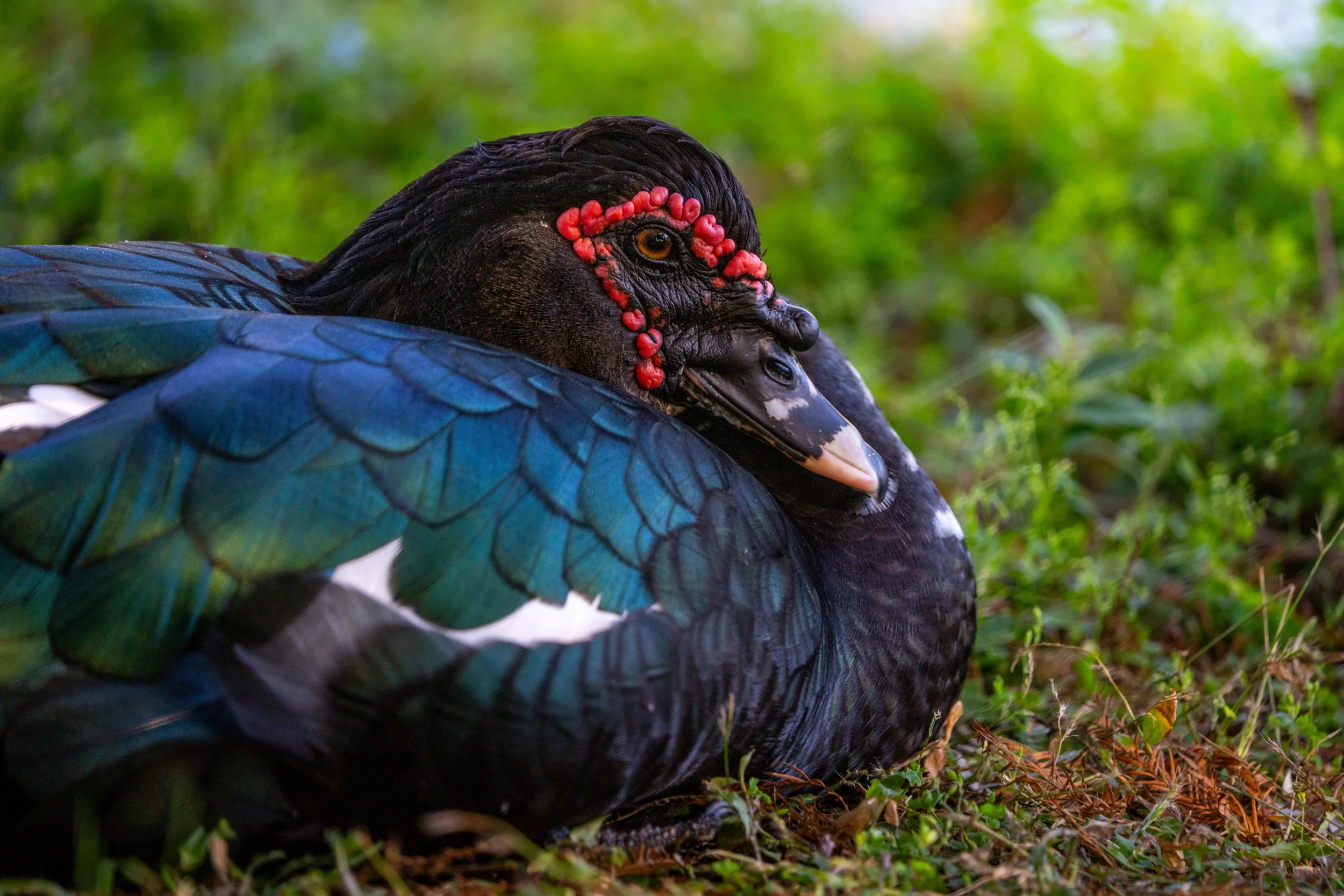 Wildlife-49.jpg