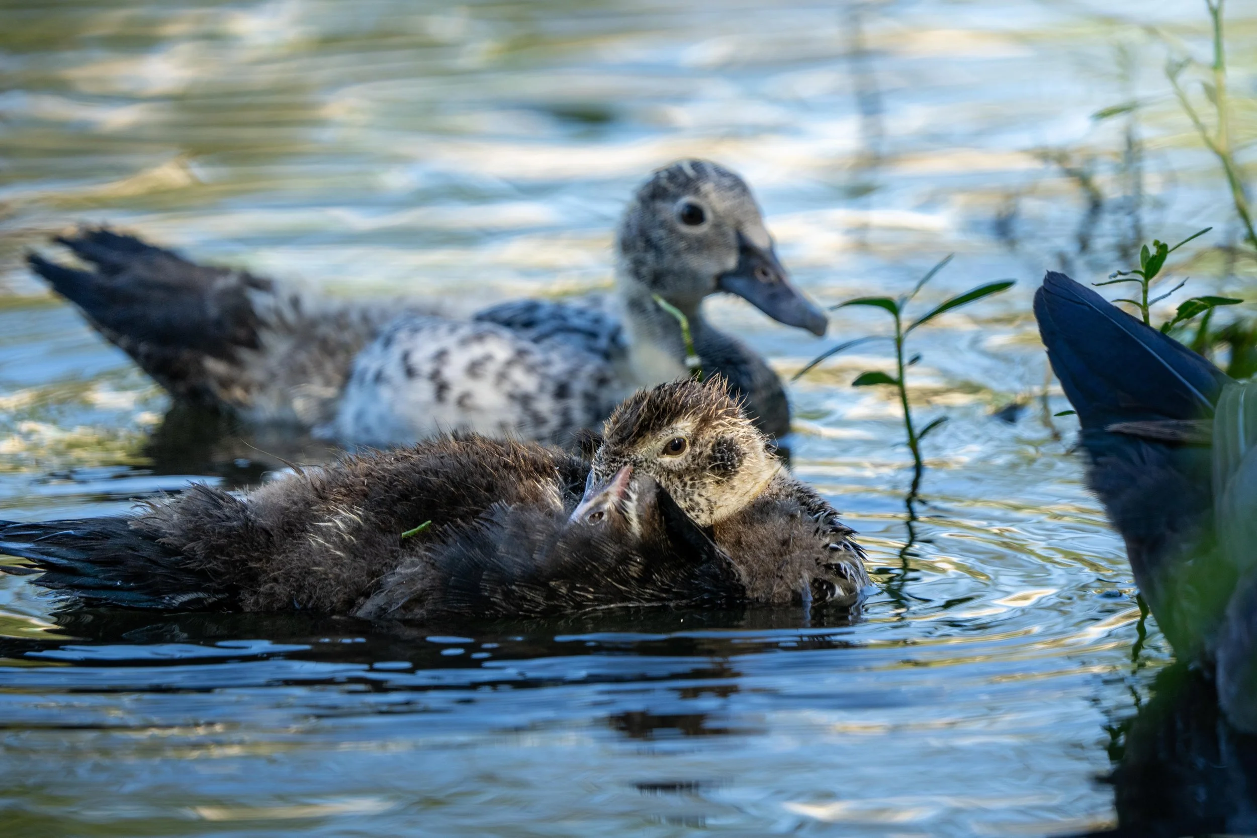 Wildlife-56.jpg