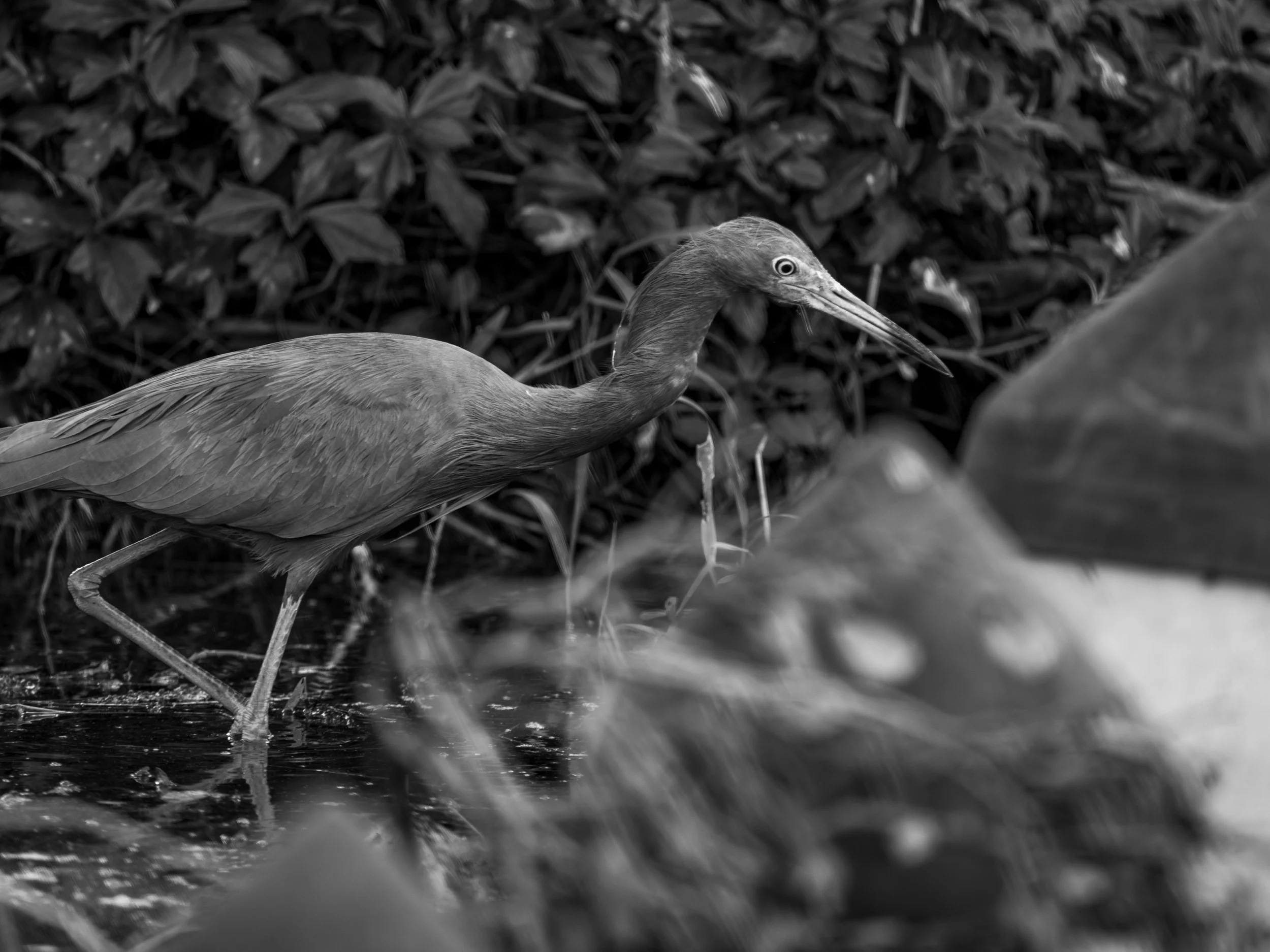 LQ Wildlife late 24-15.jpg