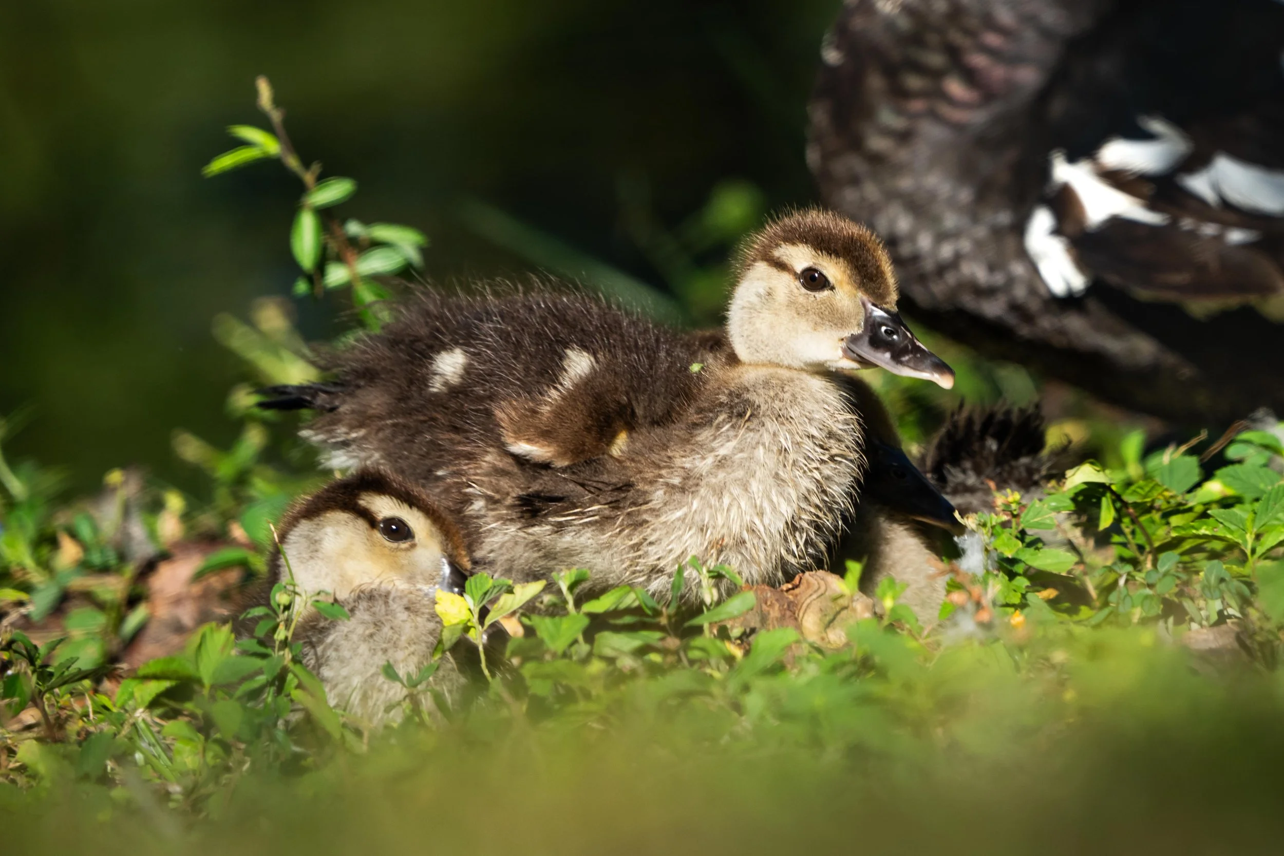 Wildlife-39.jpg