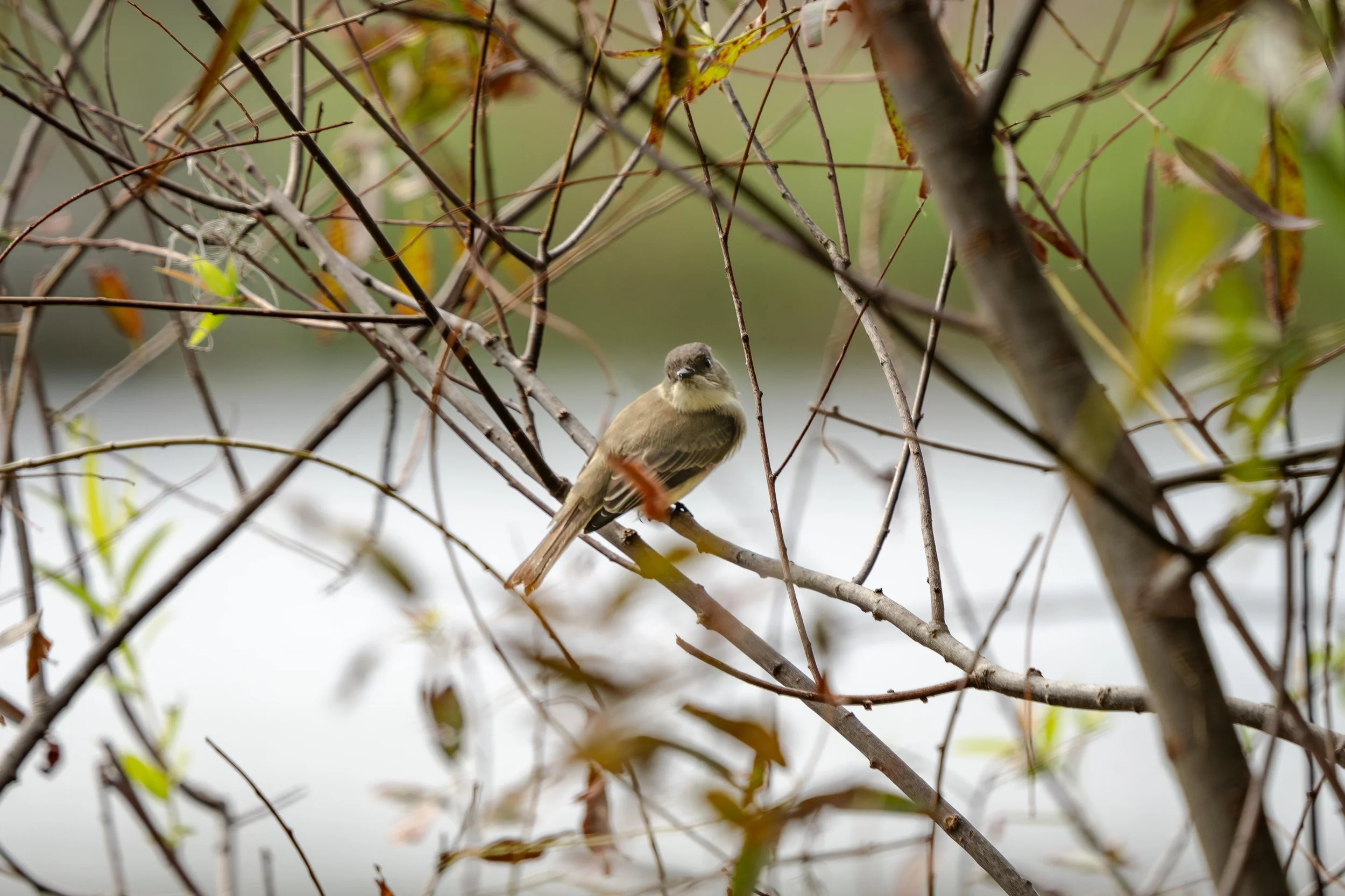 LQ Wildlife late 24-1.jpg