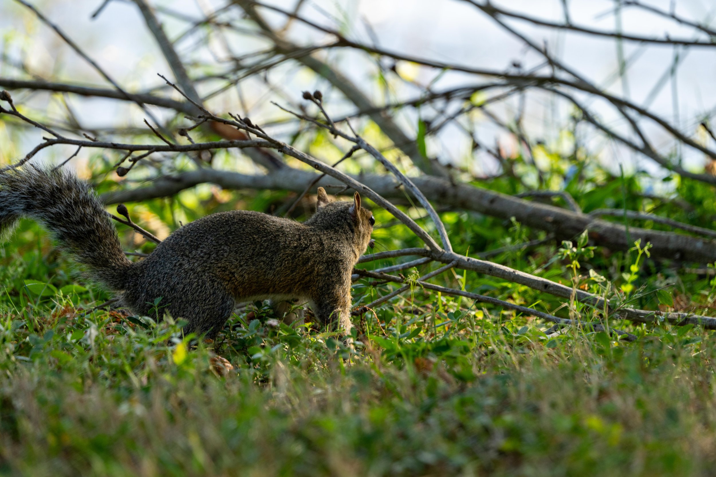 LQ Wildlife late 24-33.jpg