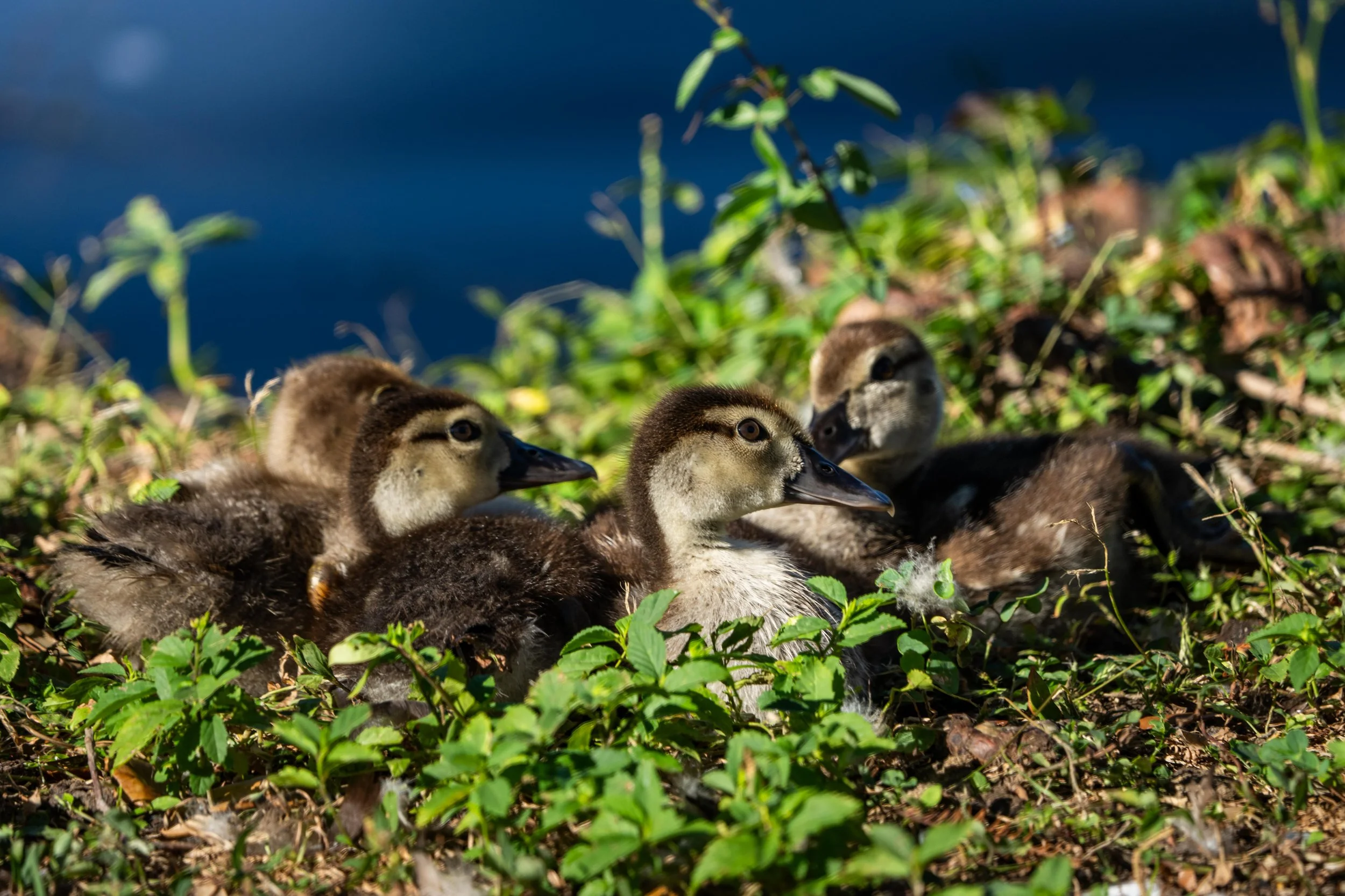 Wildlife-48.jpg