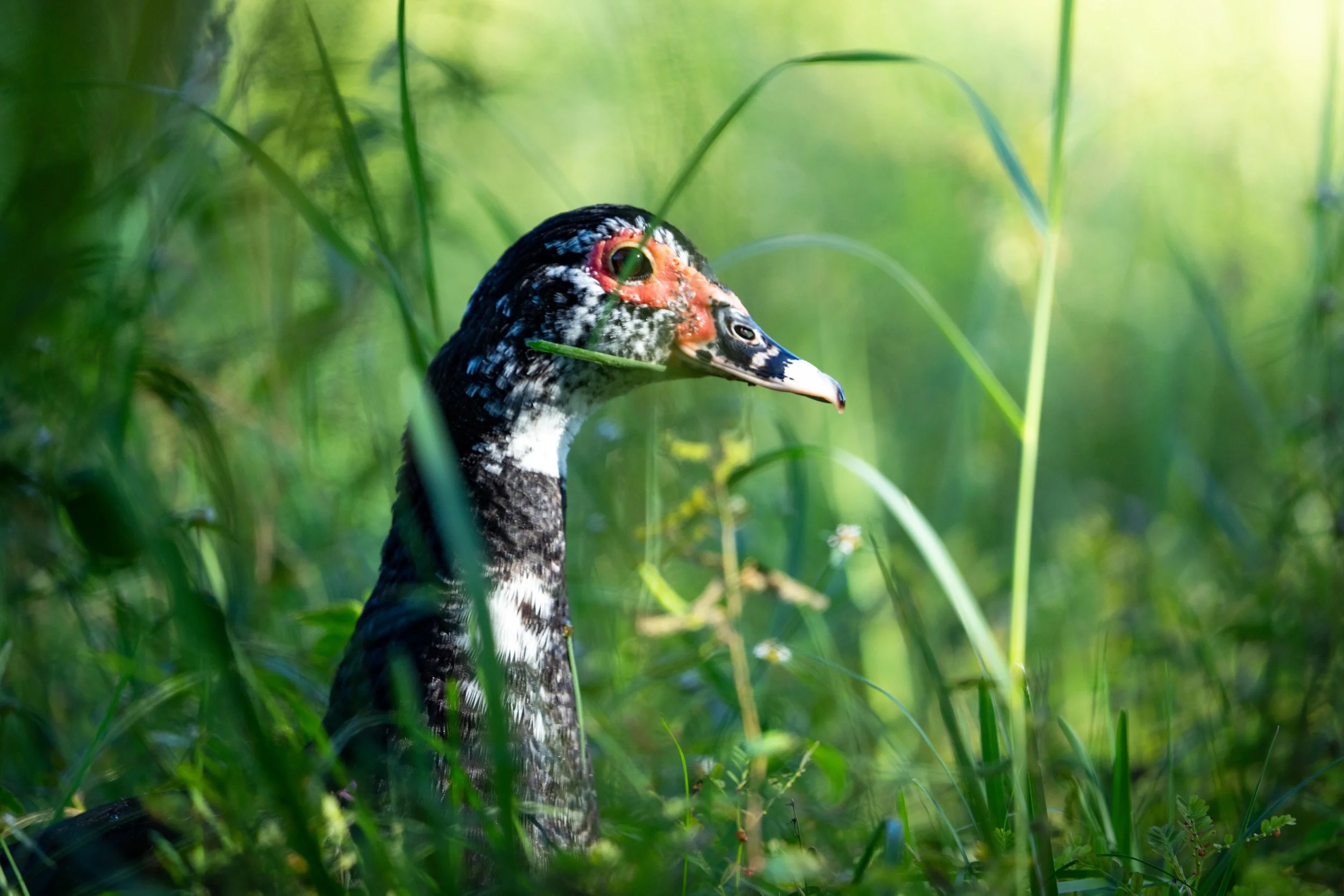Wildlife-52.jpg