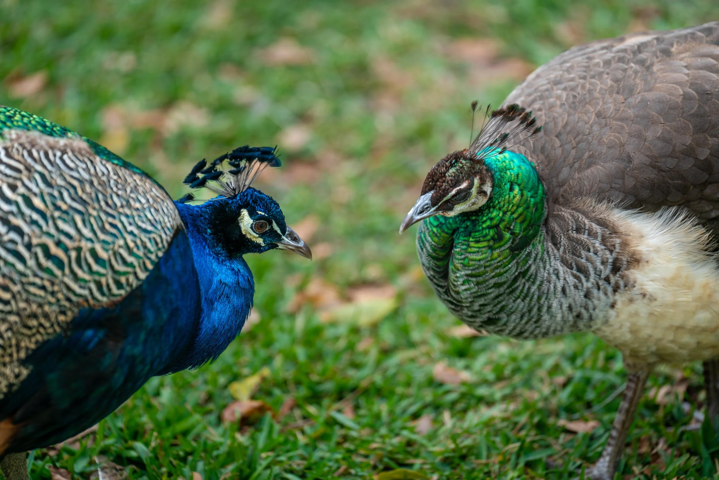 LQ St. Augustine 2025-98.jpg