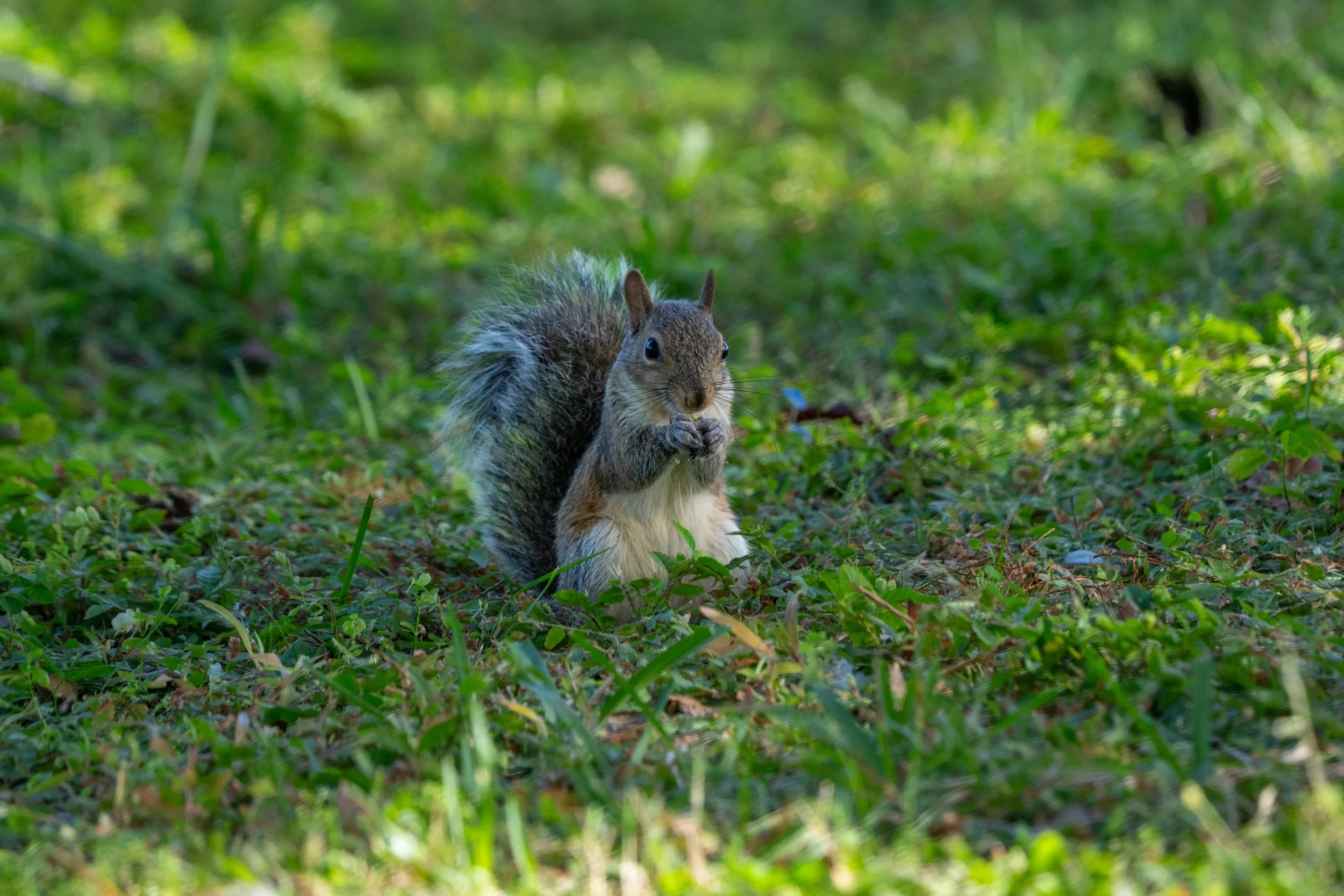 LQ Wildlife late 24-39.jpg