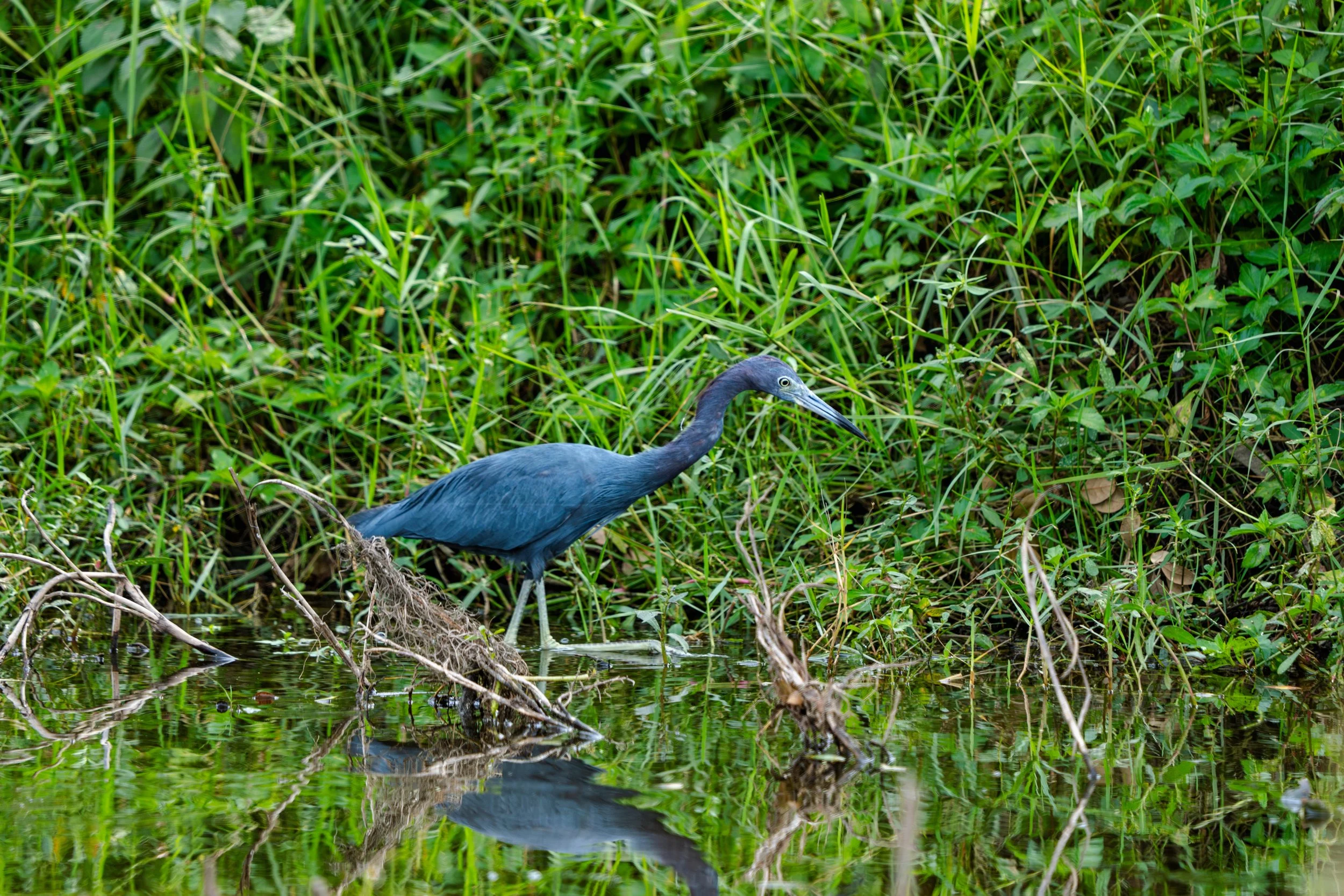 LQ Wildlife late 24-10.jpg
