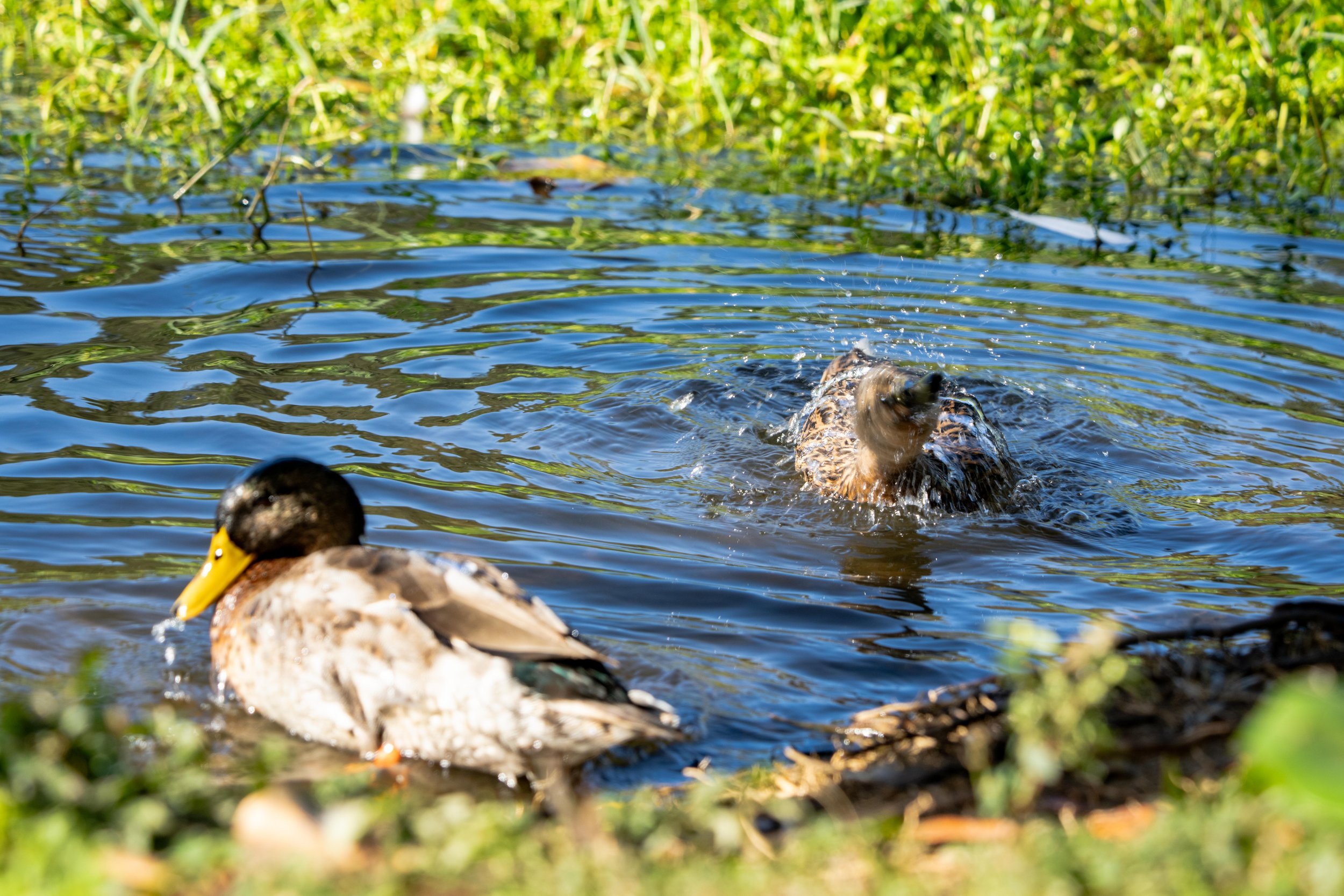 LQ Wildlife late 24-24.jpg