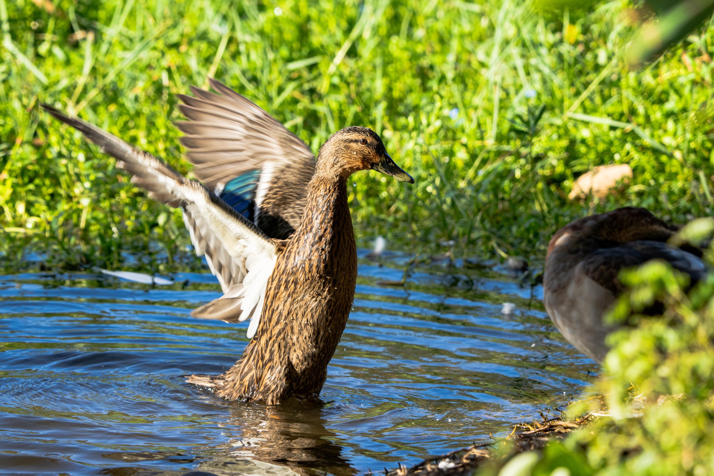 LQ Wildlife late 24-26.jpg