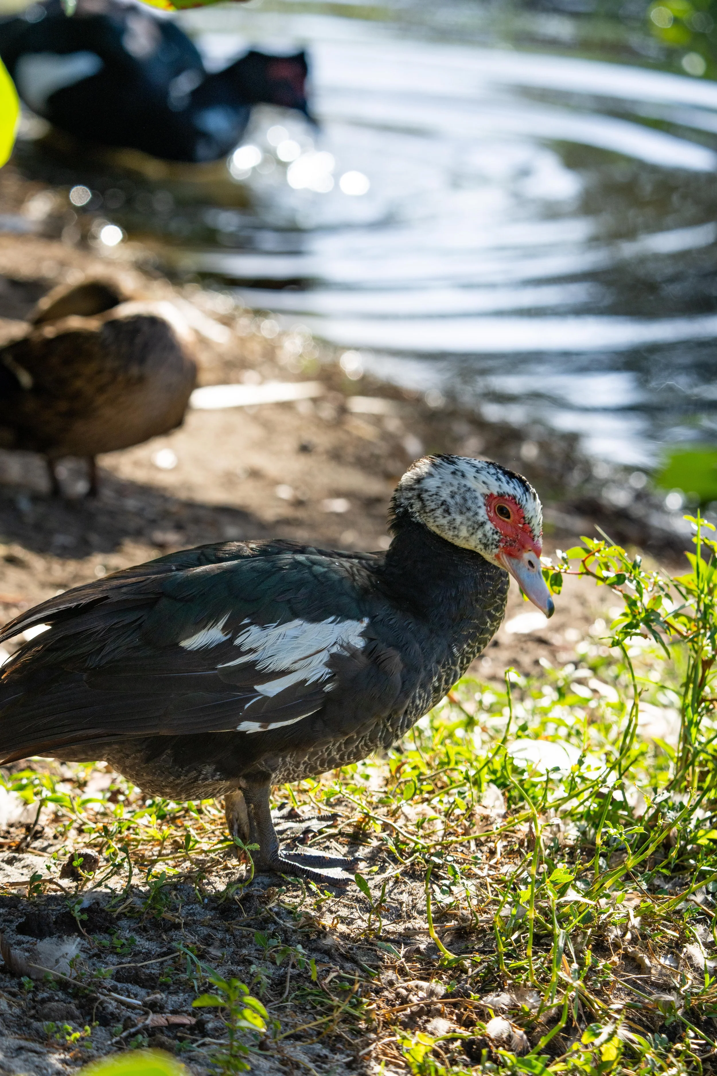 LQ Wildlife late 24-27.jpg