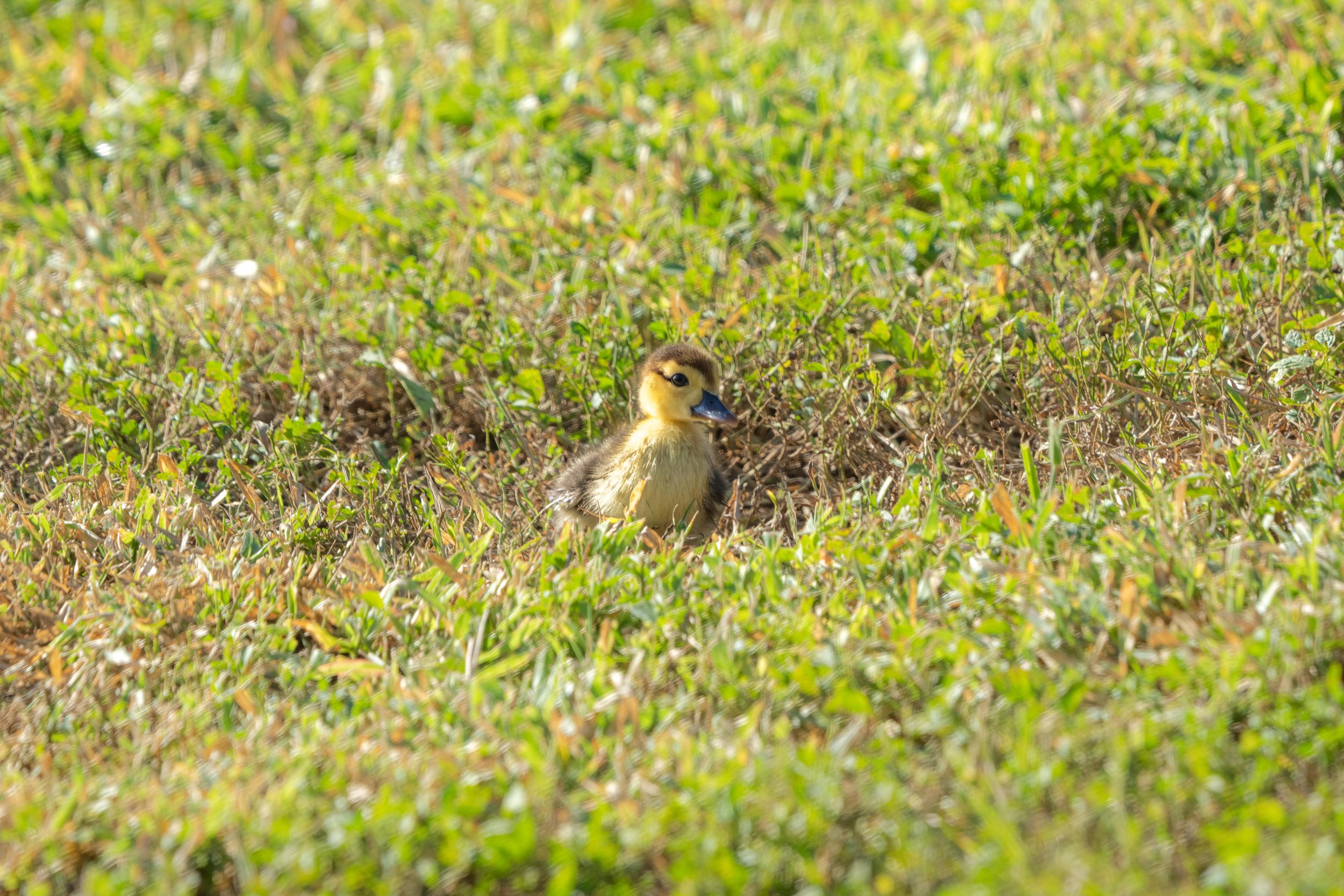 LQ Wildlife late 24-28.jpg