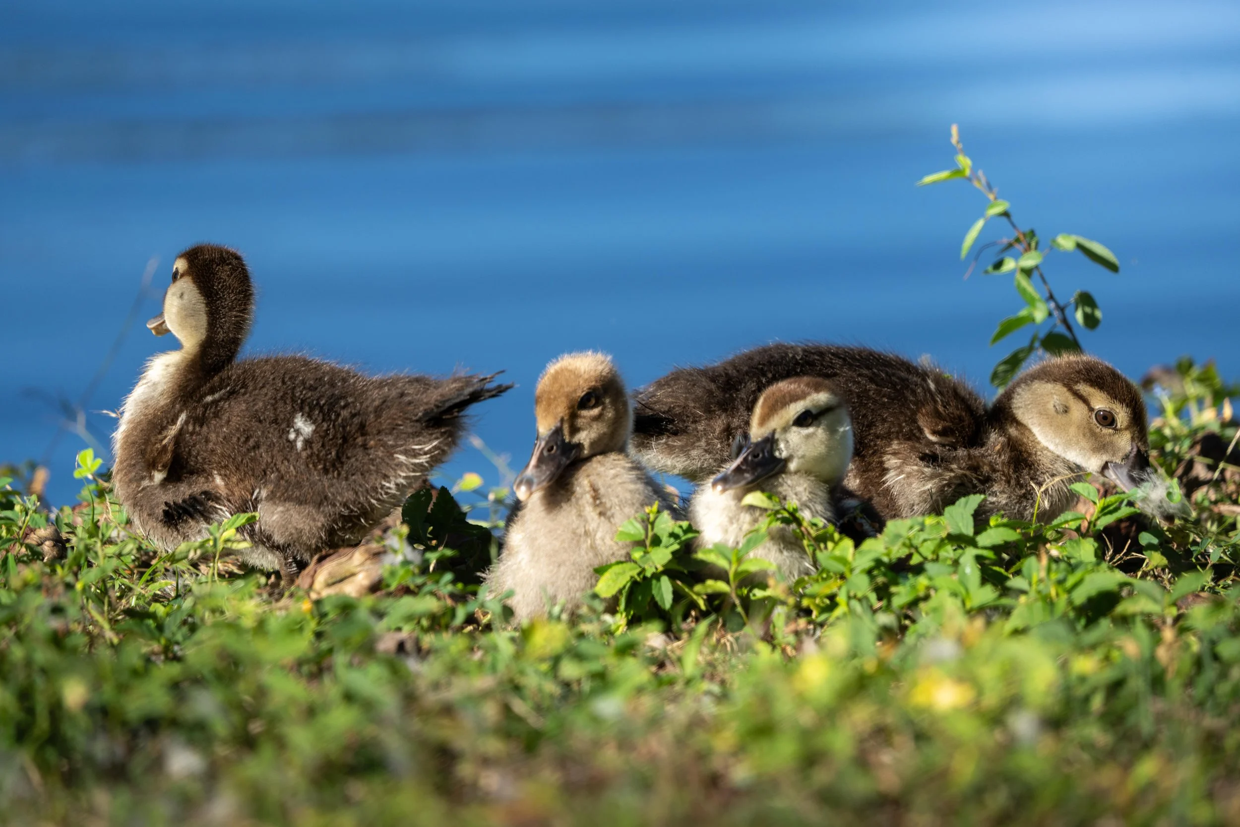 Wildlife-43.jpg