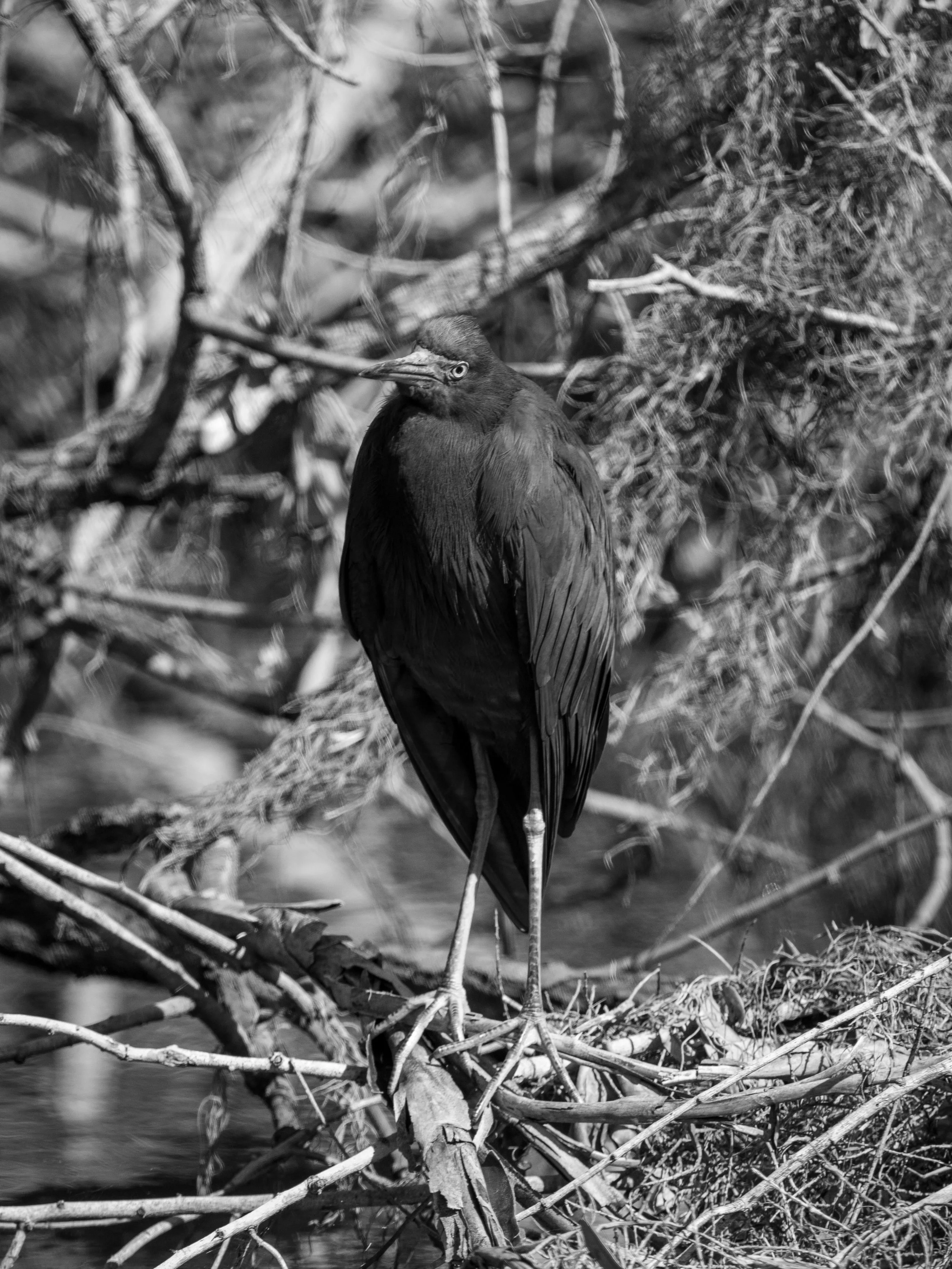 Wildlife-32.jpg