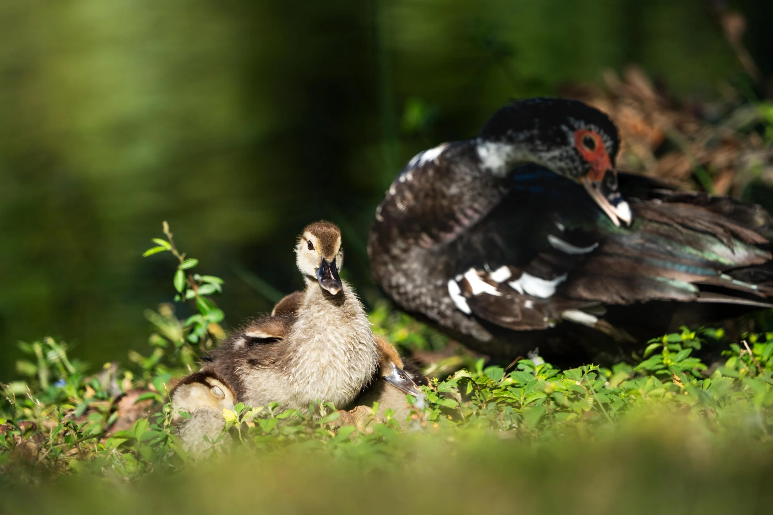 Wildlife-40.jpg