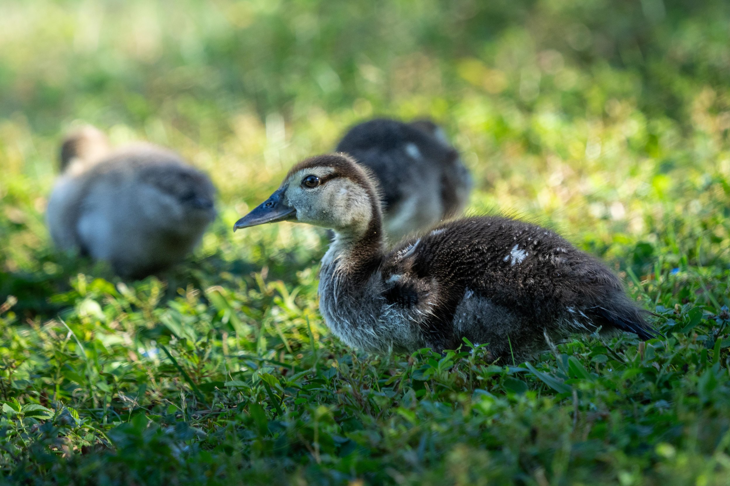 Wildlife-54.jpg
