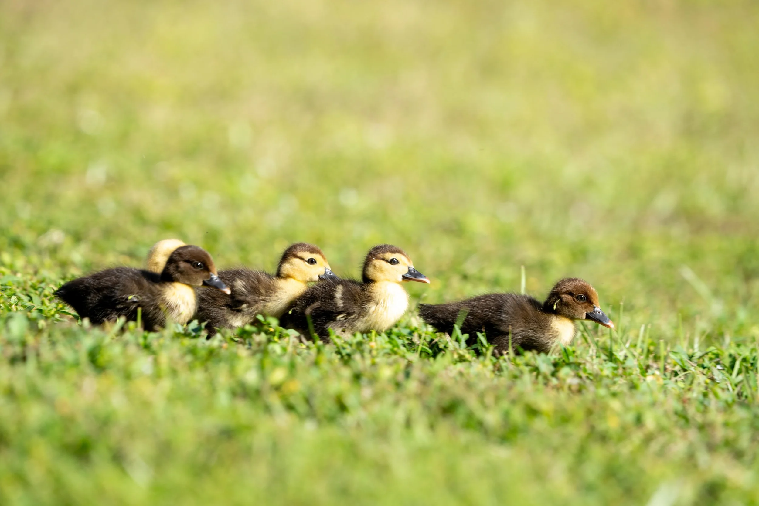 LQ Wildlife late 24-31.jpg