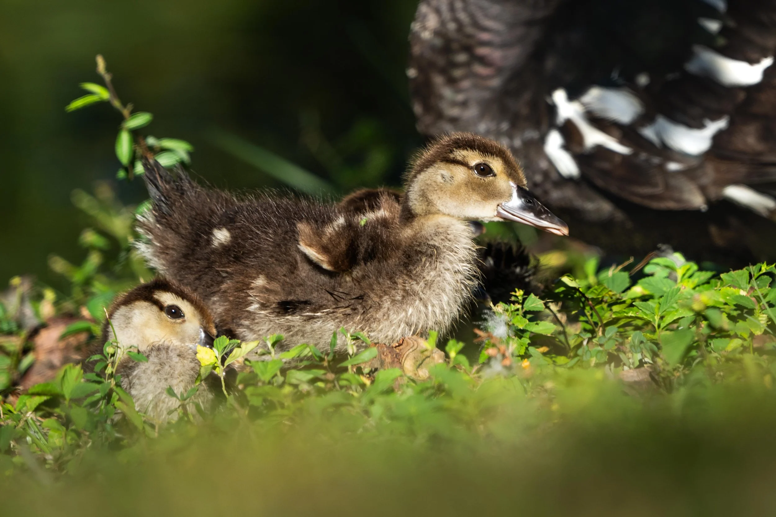 Wildlife-38.jpg