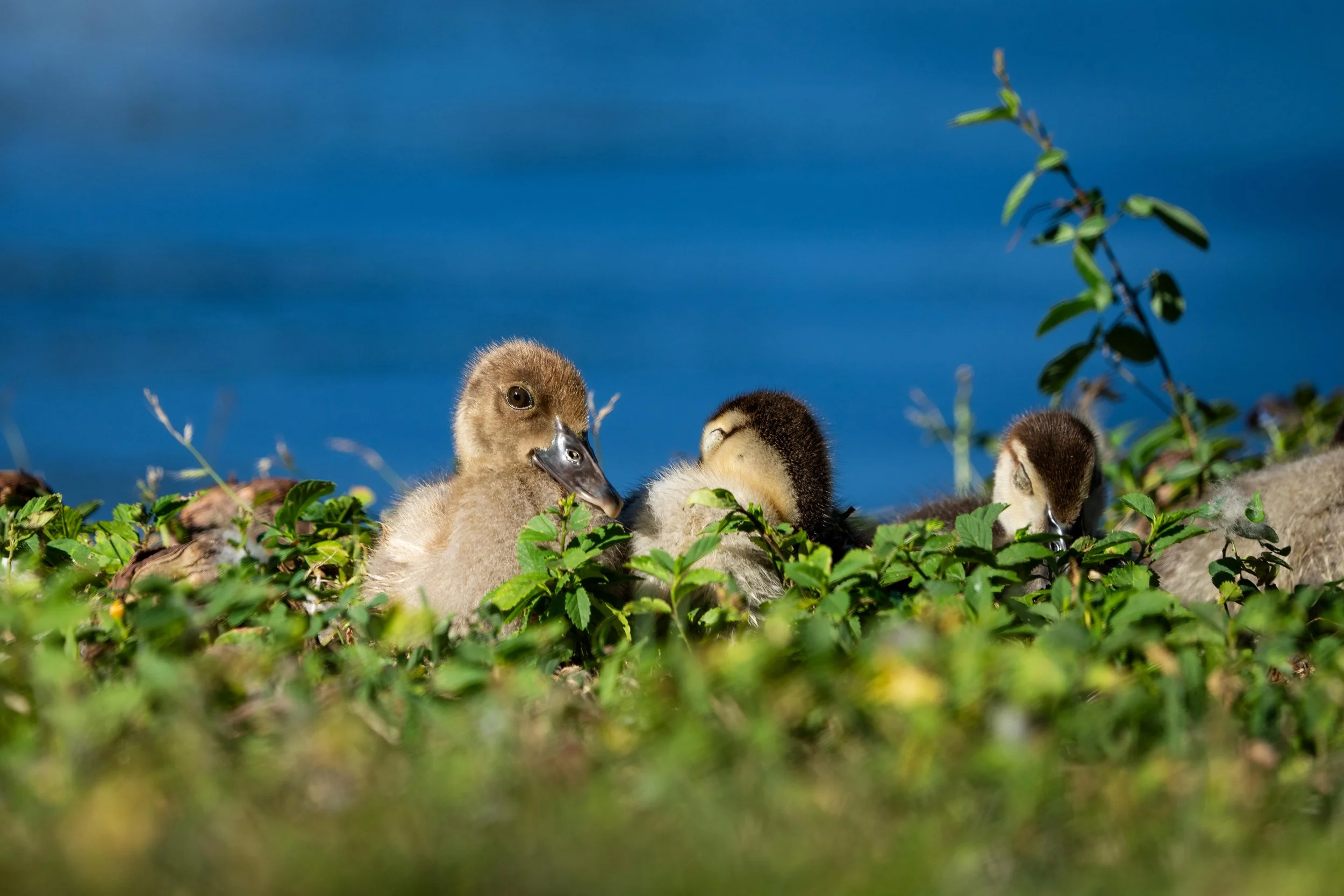 Wildlife-45.jpg