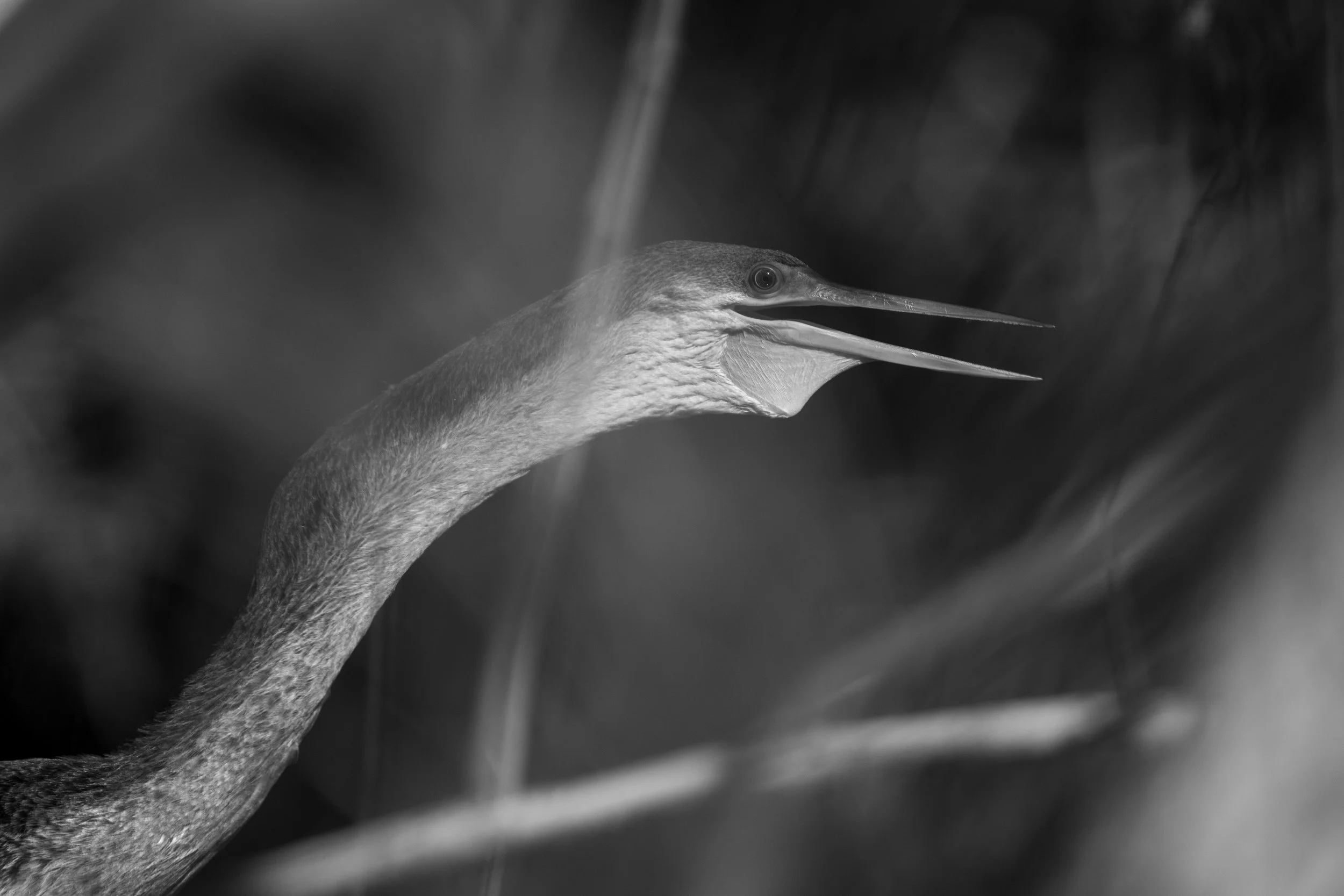 Wildlife-31.jpg