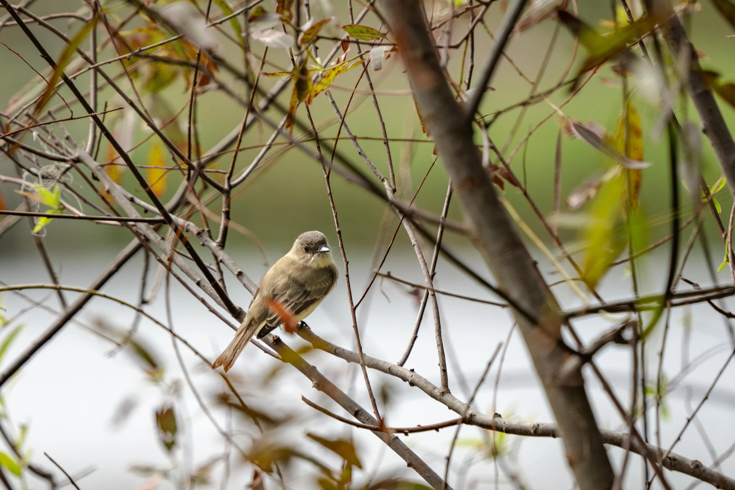 LQ Wildlife late 24-5.jpg