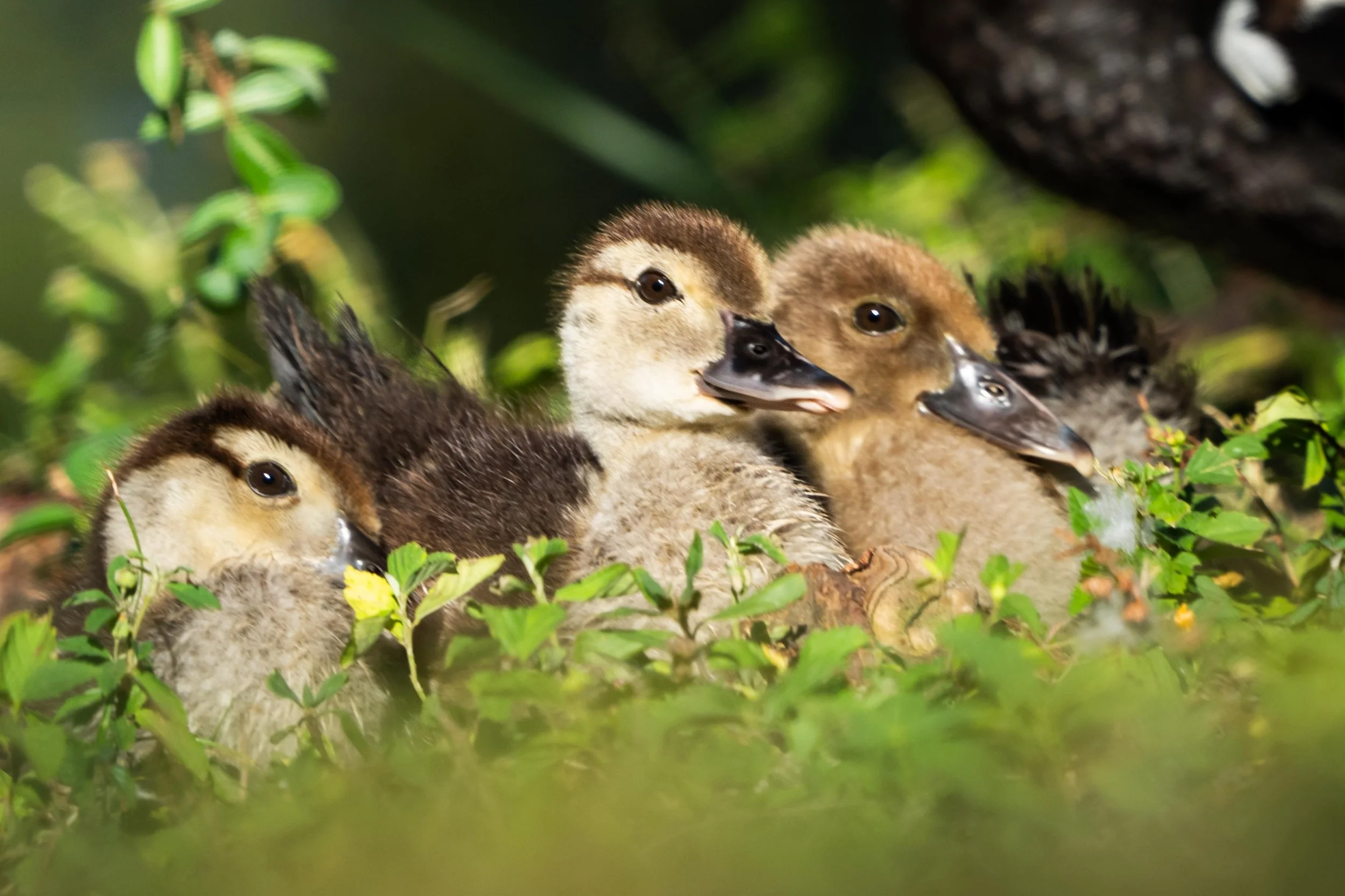 Wildlife-37.jpg