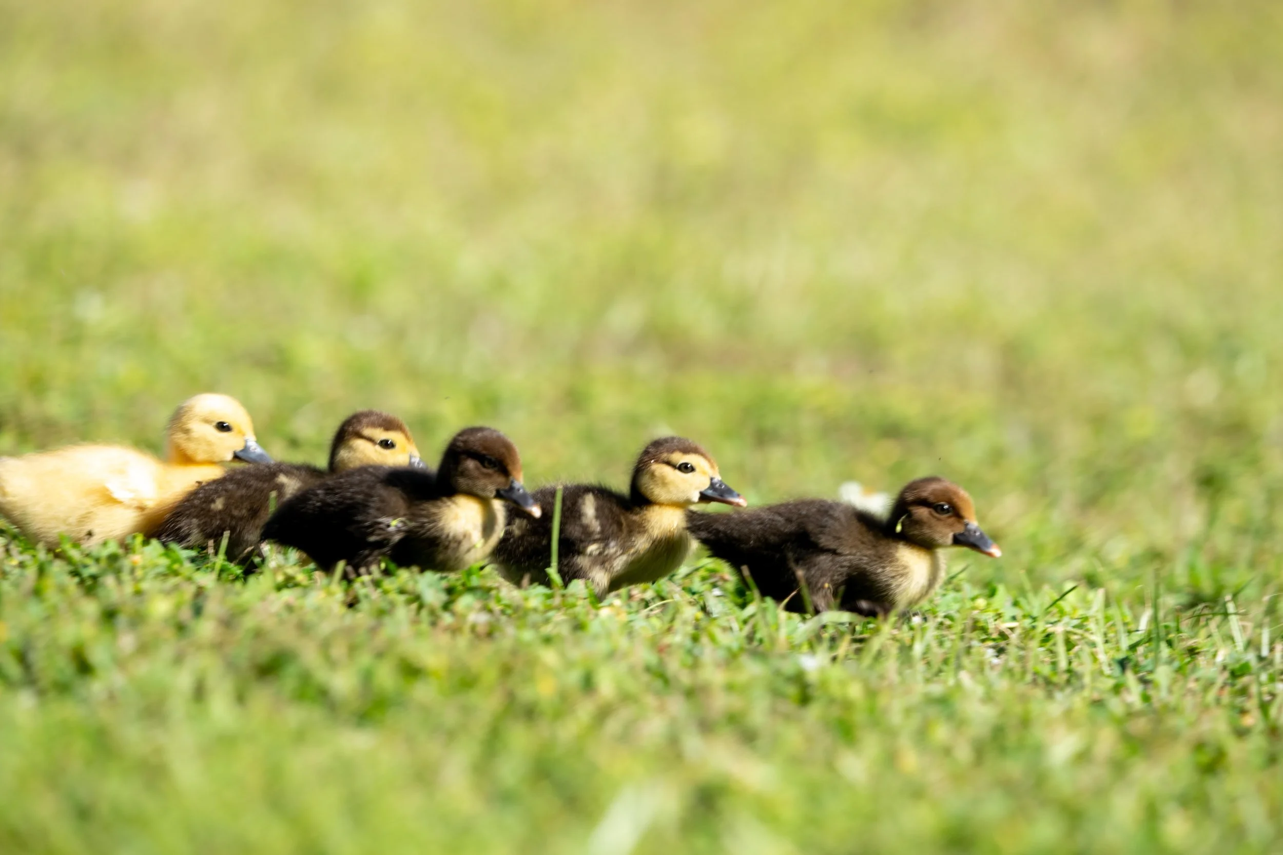 LQ Wildlife late 24-32.jpg