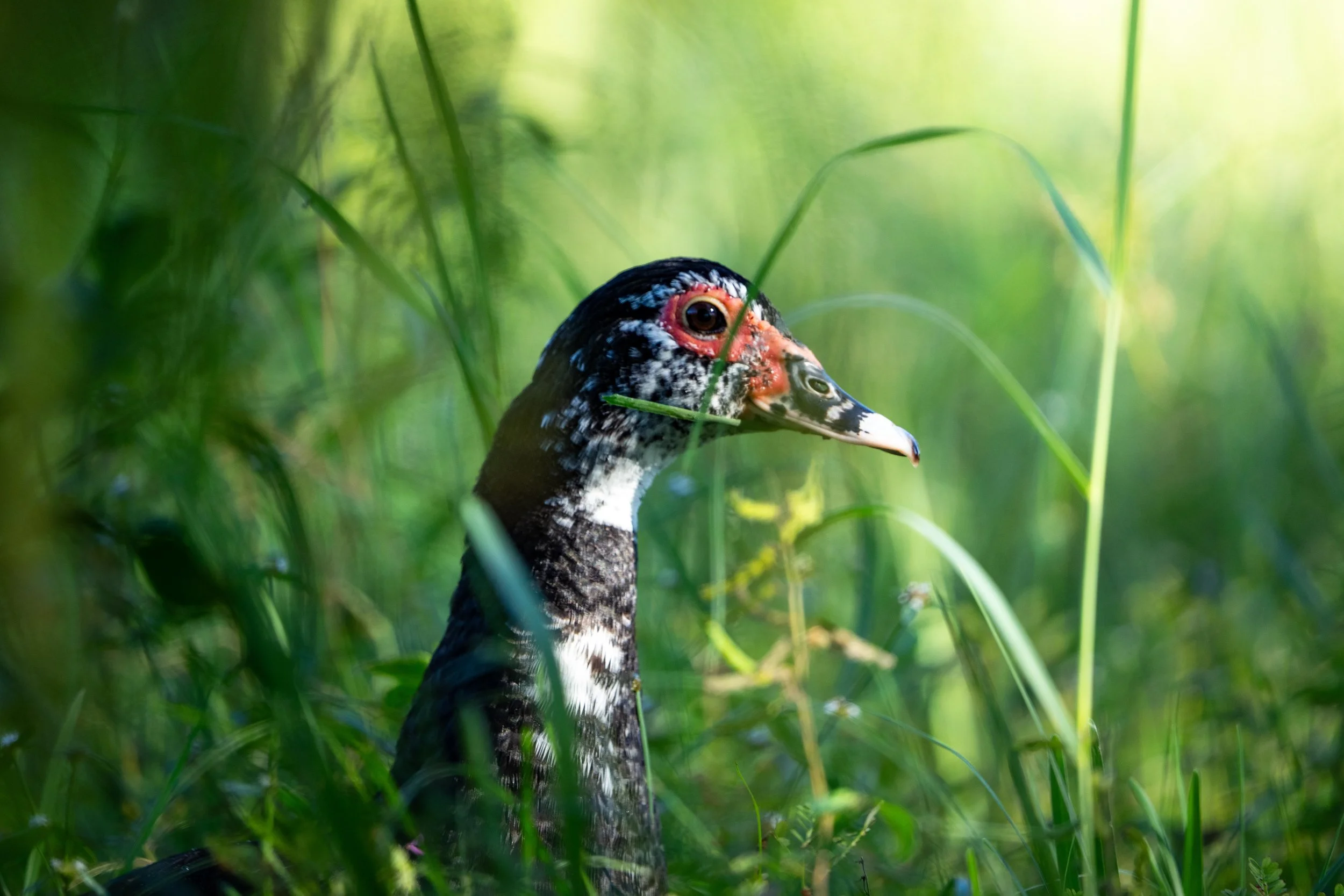 Wildlife-53.jpg