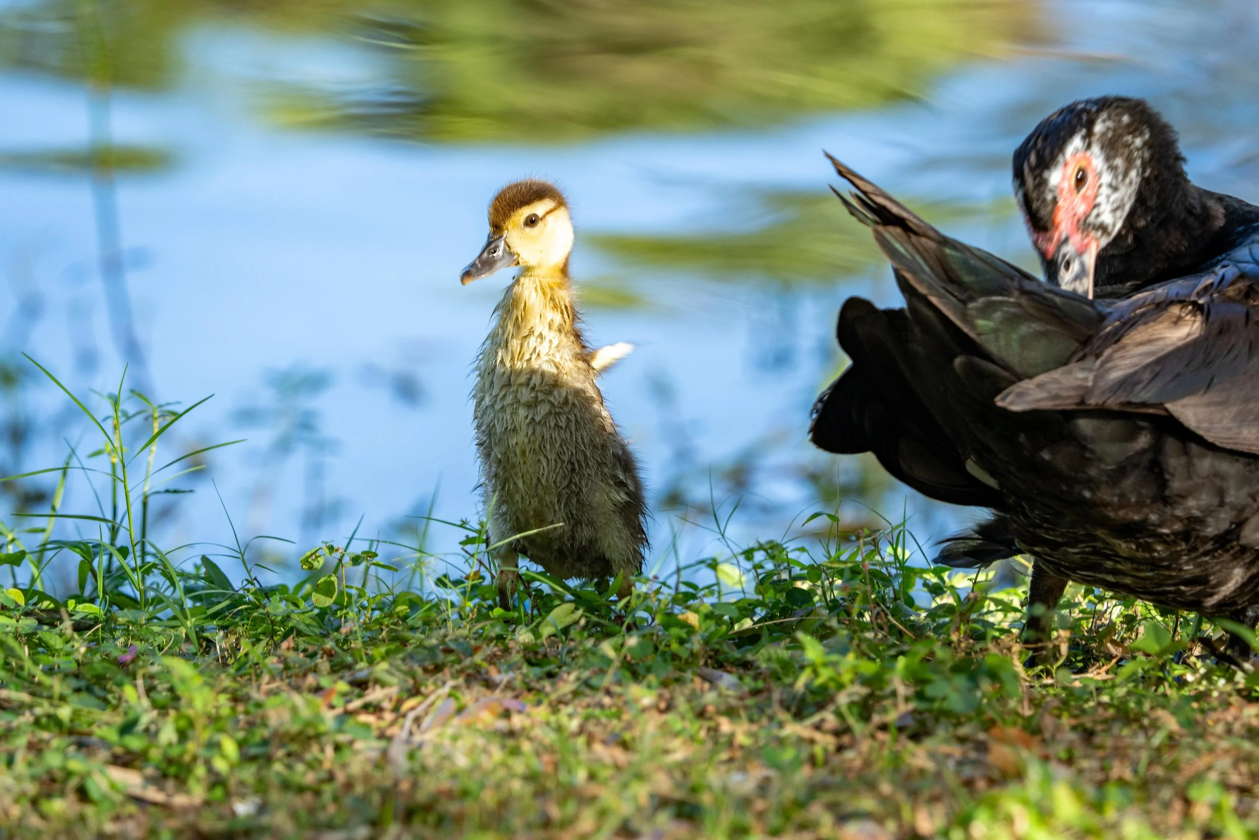LQ Wildlife late 24-36.jpg