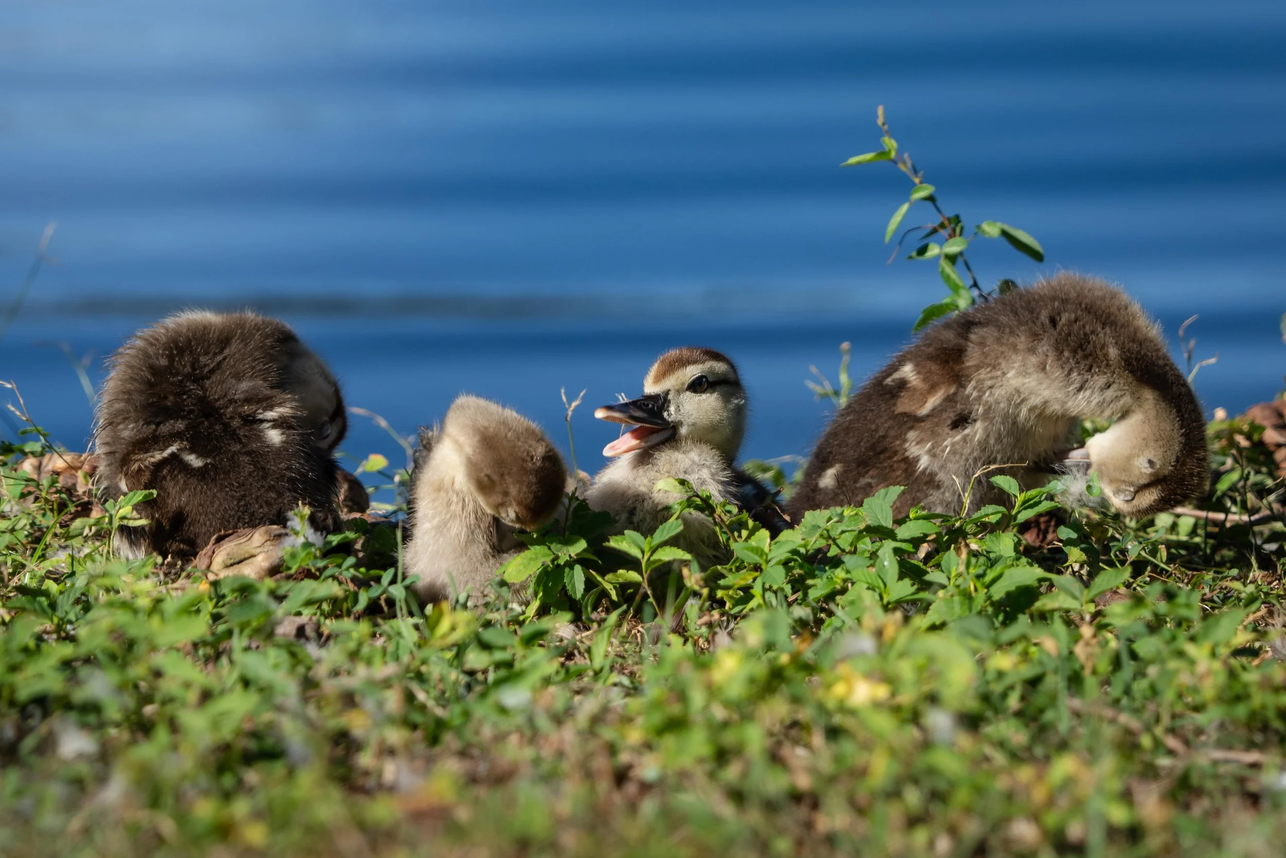 Wildlife-44.jpg
