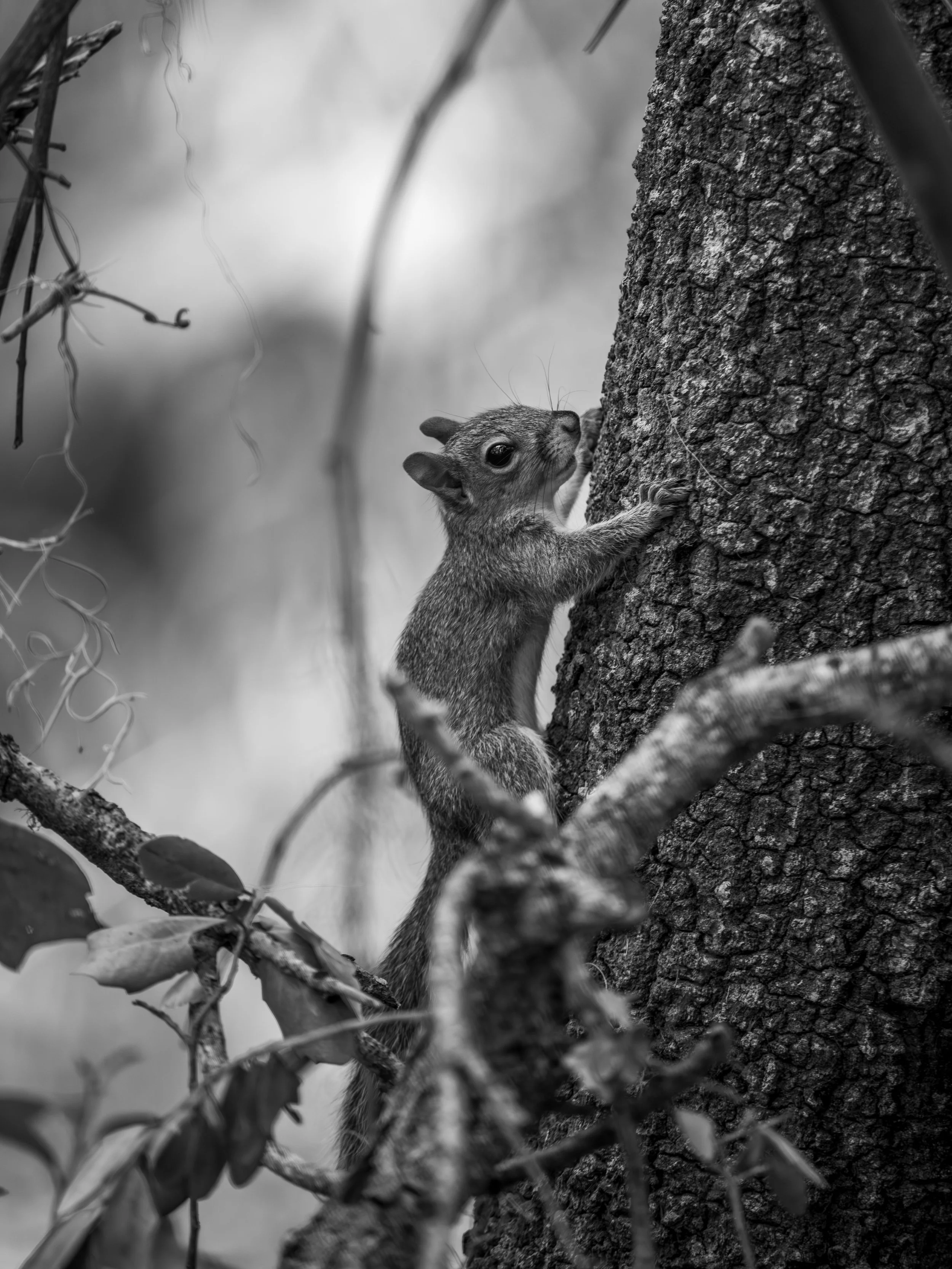 LQ Wildlife late 24-19.jpg