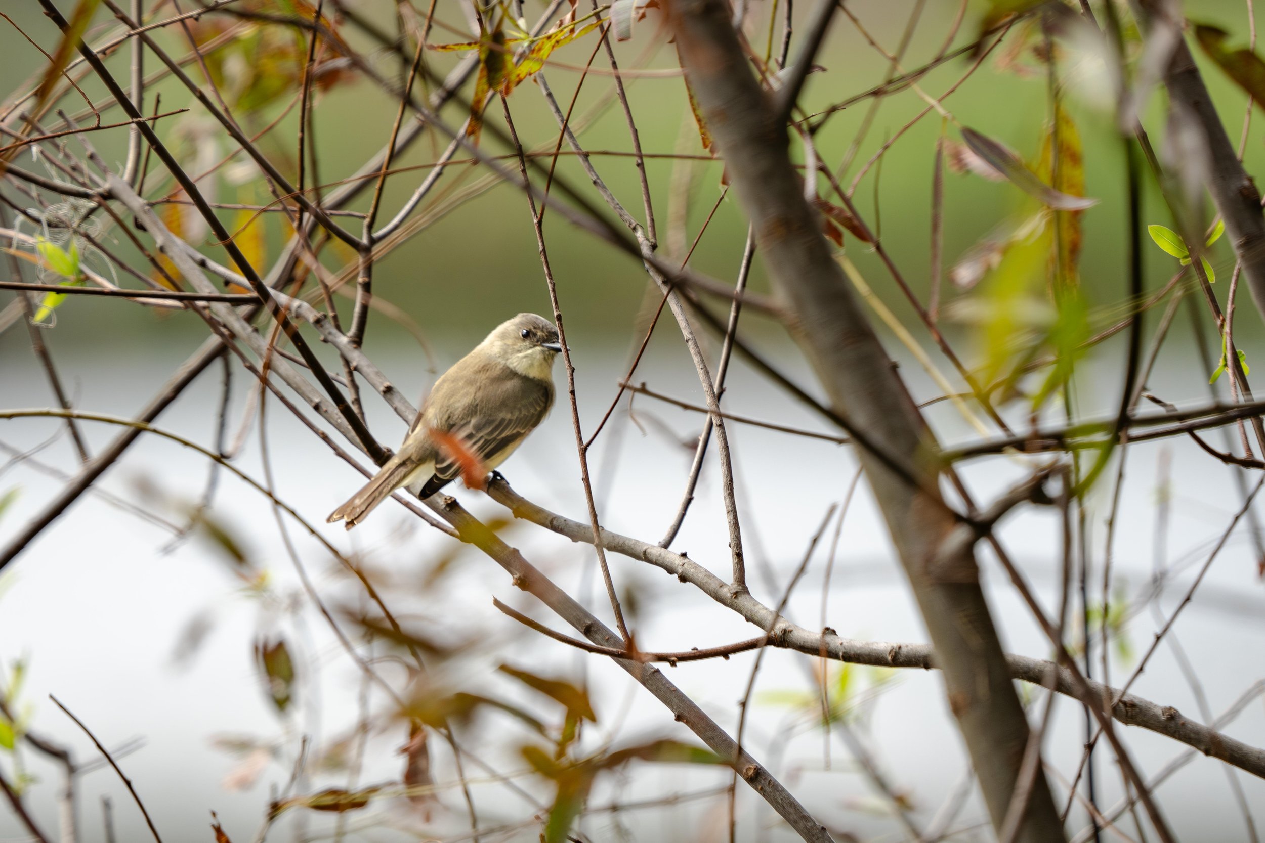 LQ Wildlife late 24-3.jpg