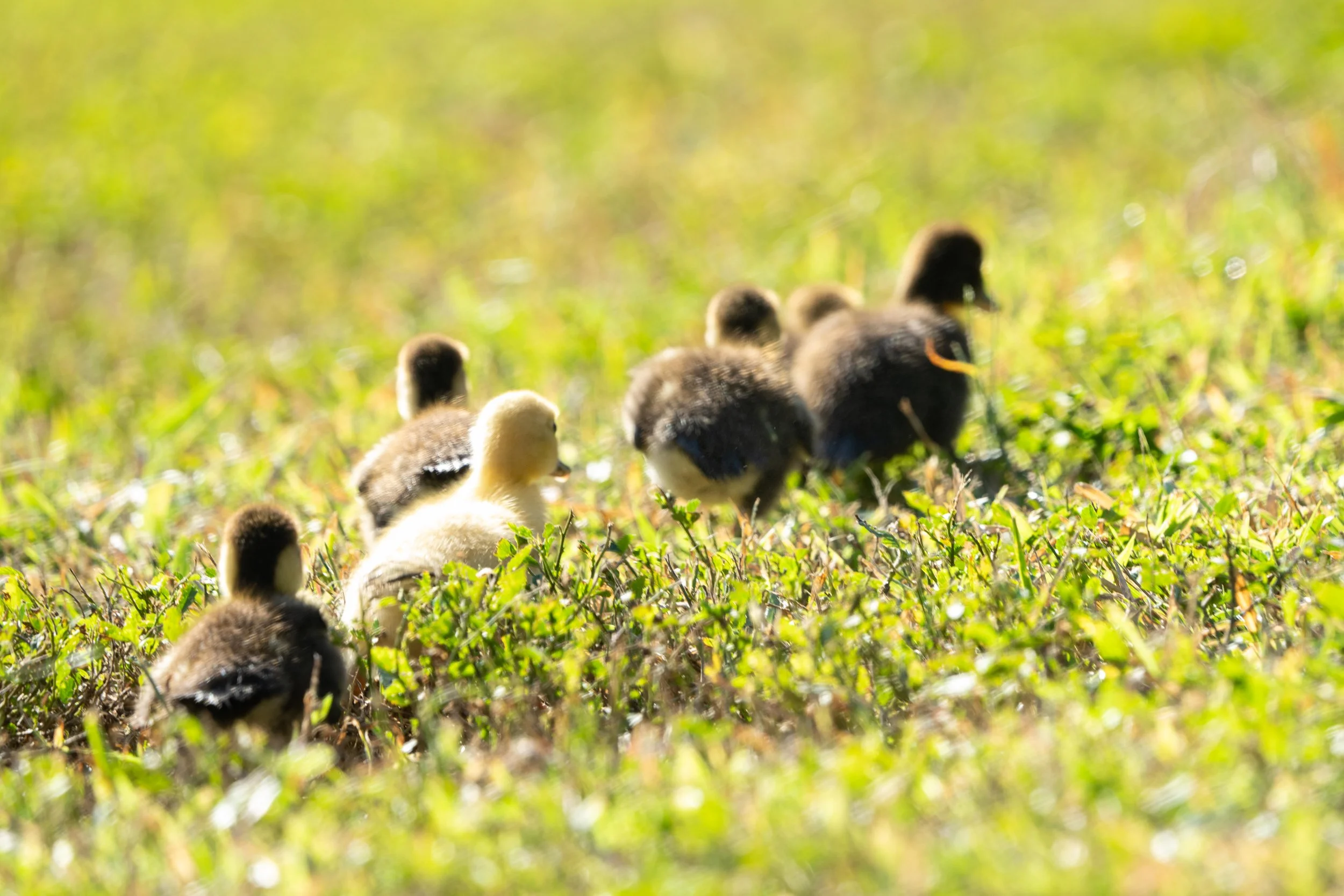 LQ Wildlife late 24-30.jpg