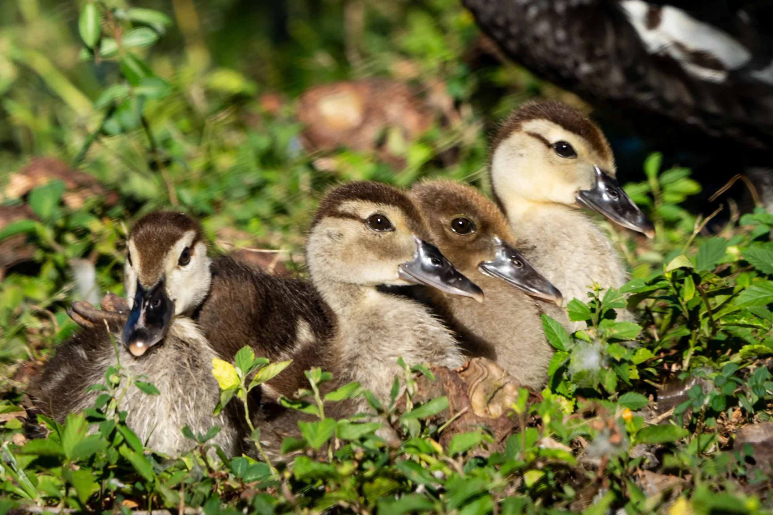 Wildlife-42.jpg